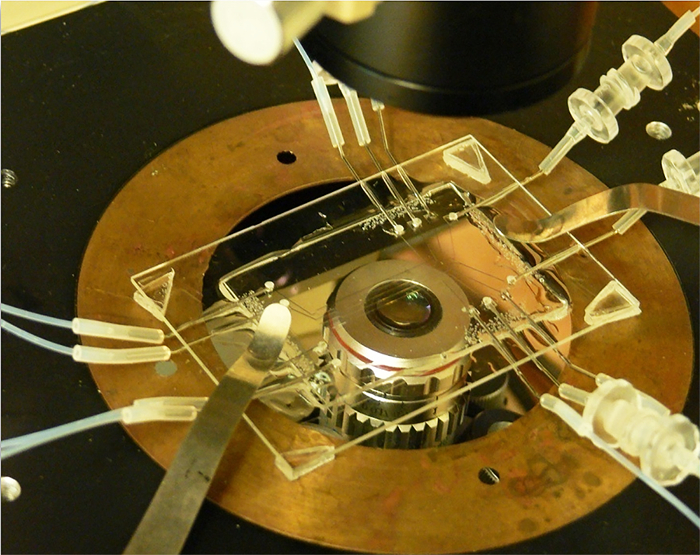 Supplemental Figure 1