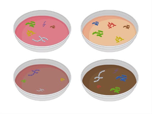 Community DNA Extraction from Bacterial Colonies