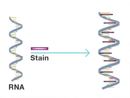 Experion RNA Assay - Bio-Rad - ADVERTISEMENT