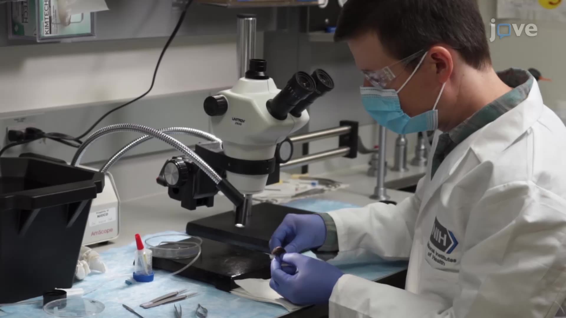 Preparing Wedge Brain Slices to Visualize Auditory Neurons