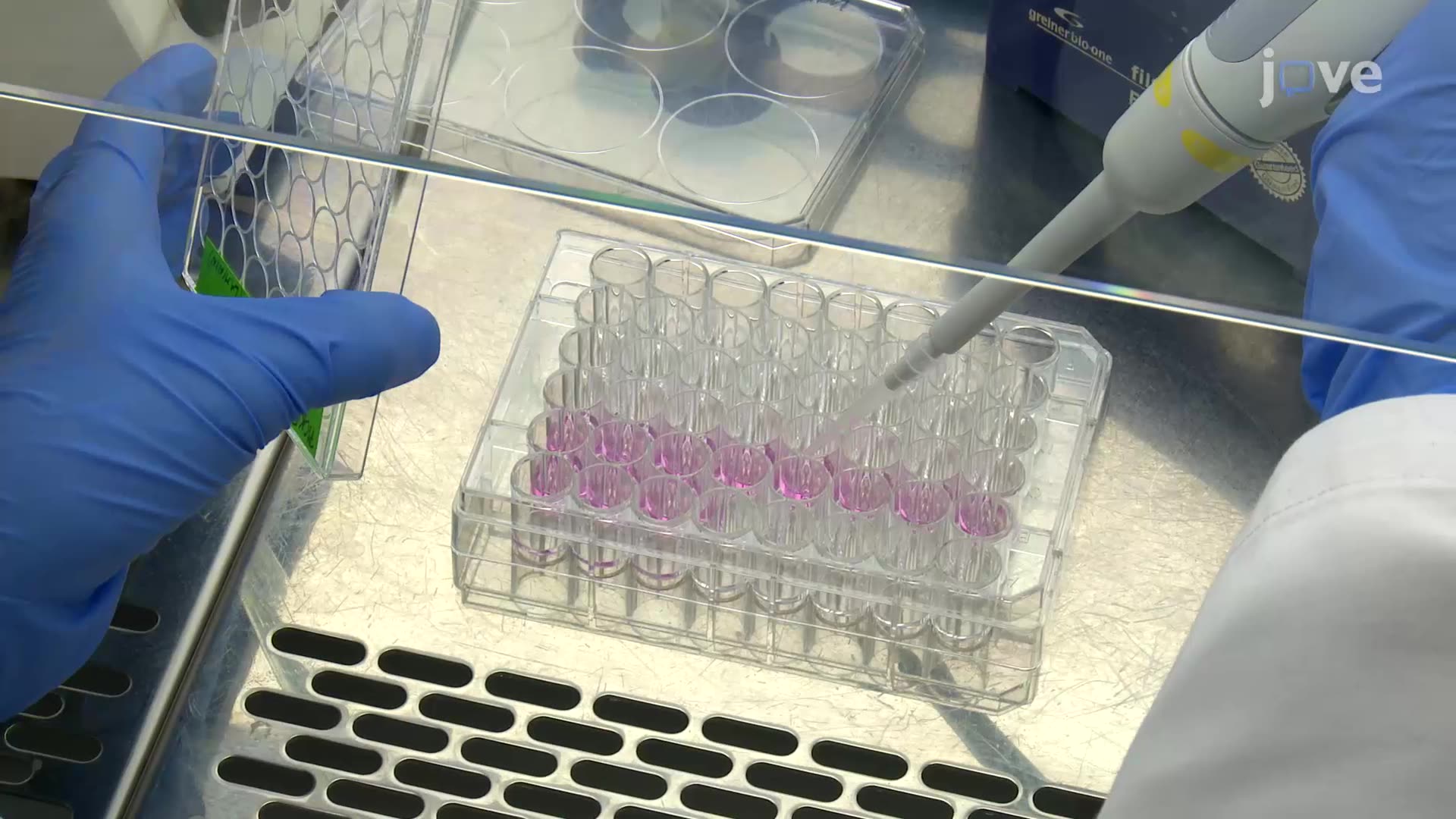 Isolating Induced Neural Progenitor Cell Colonies Derived From Adult Human Fibroblasts