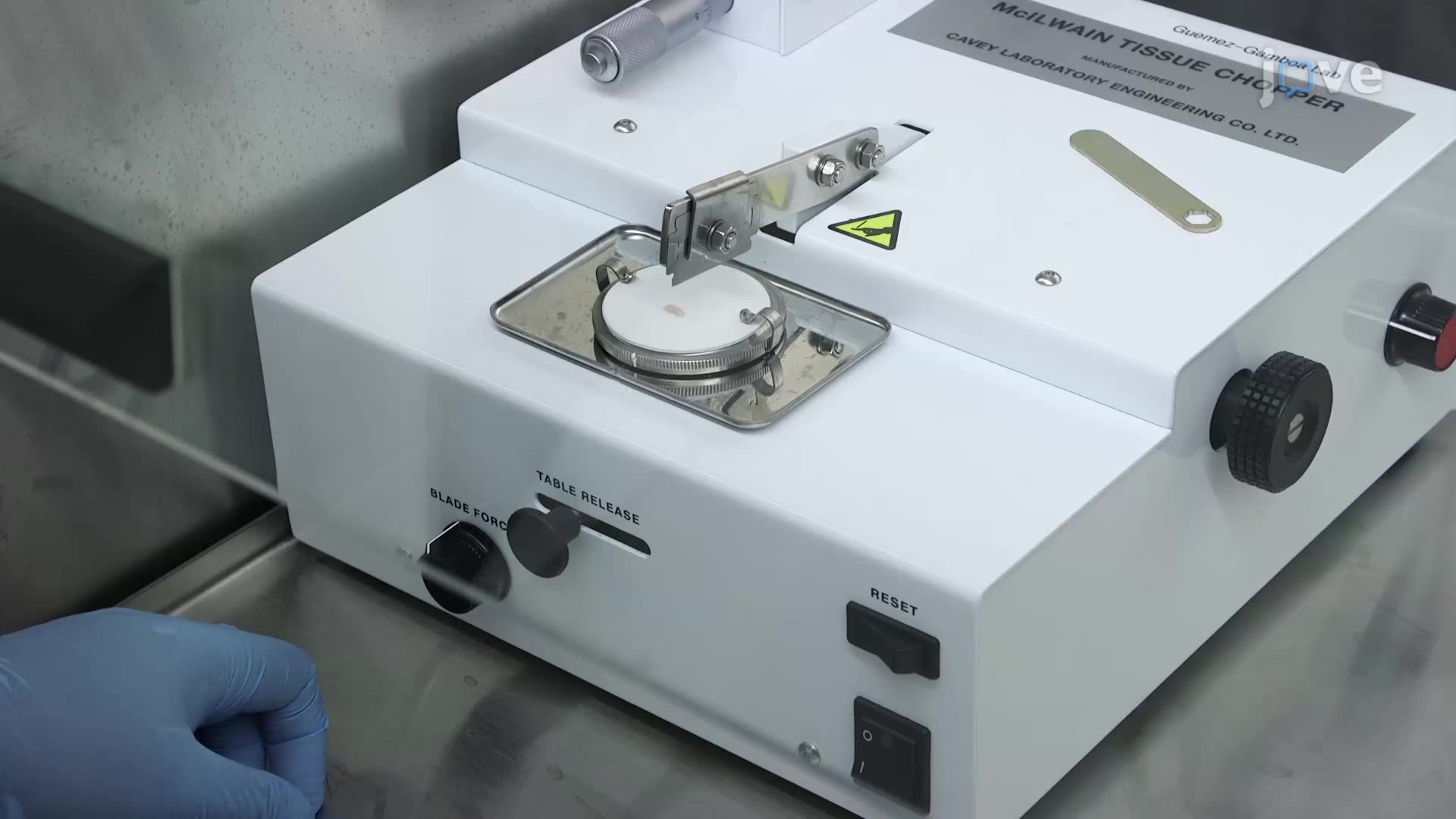 Analyzing Purkinje Cell Survival in Organotypic Cerebellar Slice Cultures