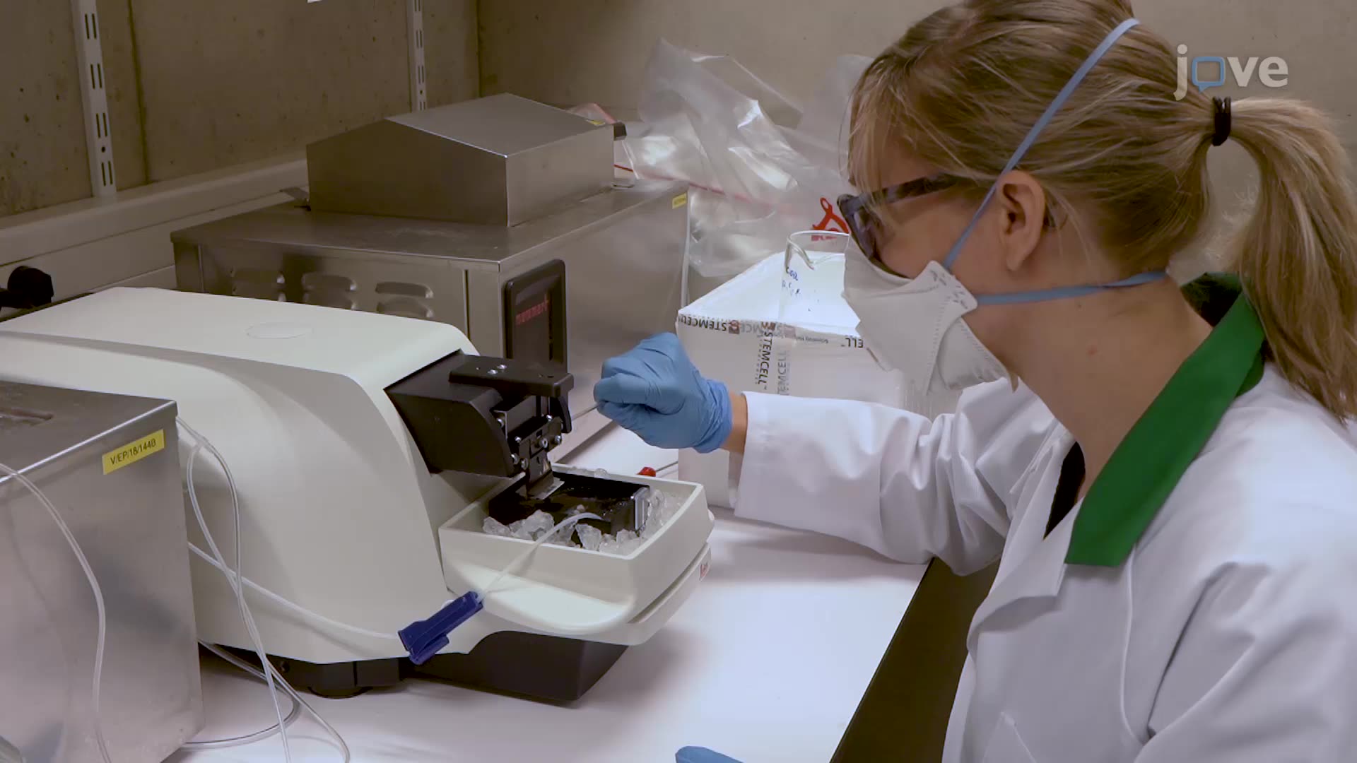 Obtaining Horizontal Mouse Hippocampal Brain Slices
