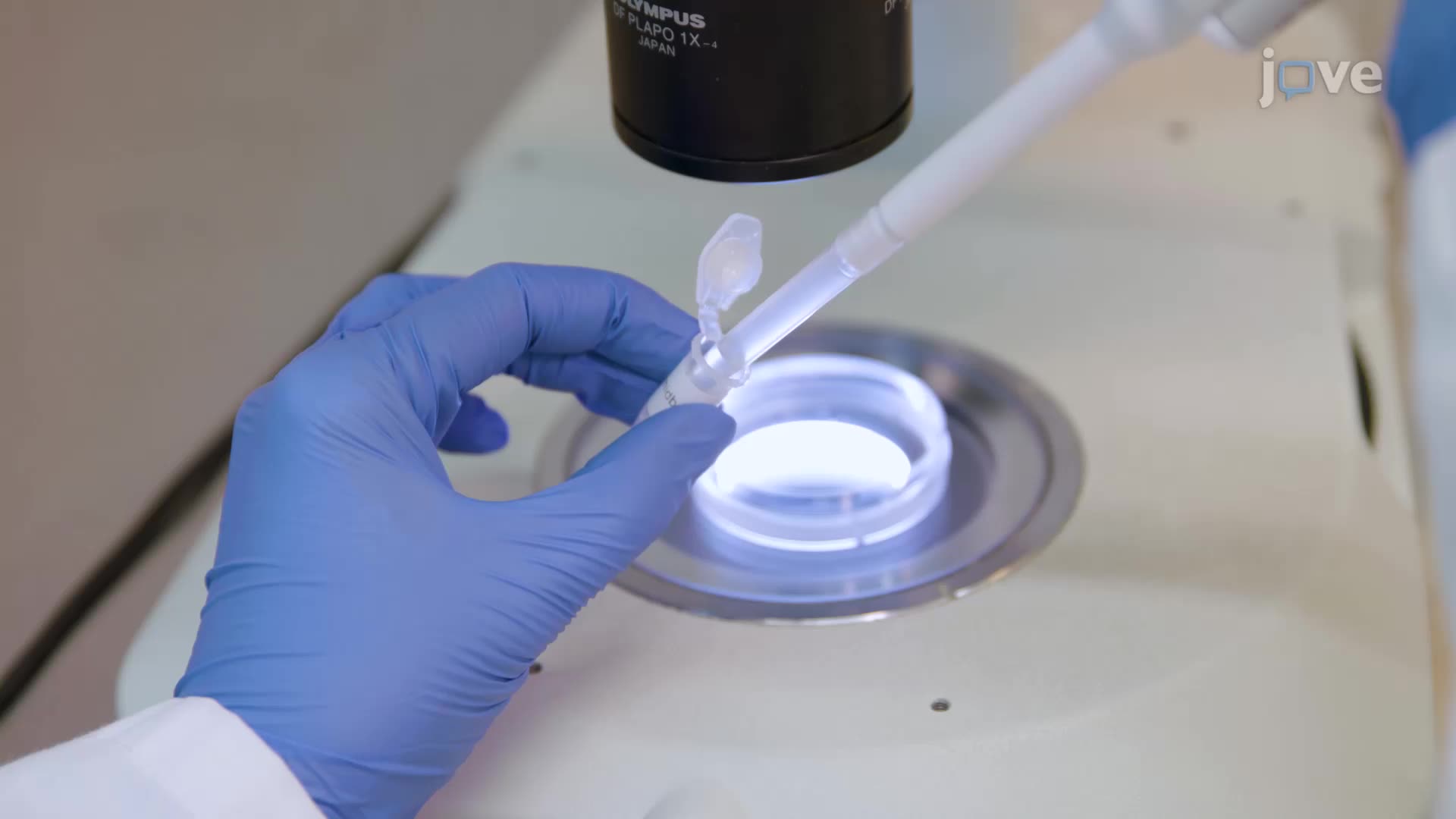 Isolation and Culture of Primary Embryonic Mouse Midbrain Dopamine Neurons