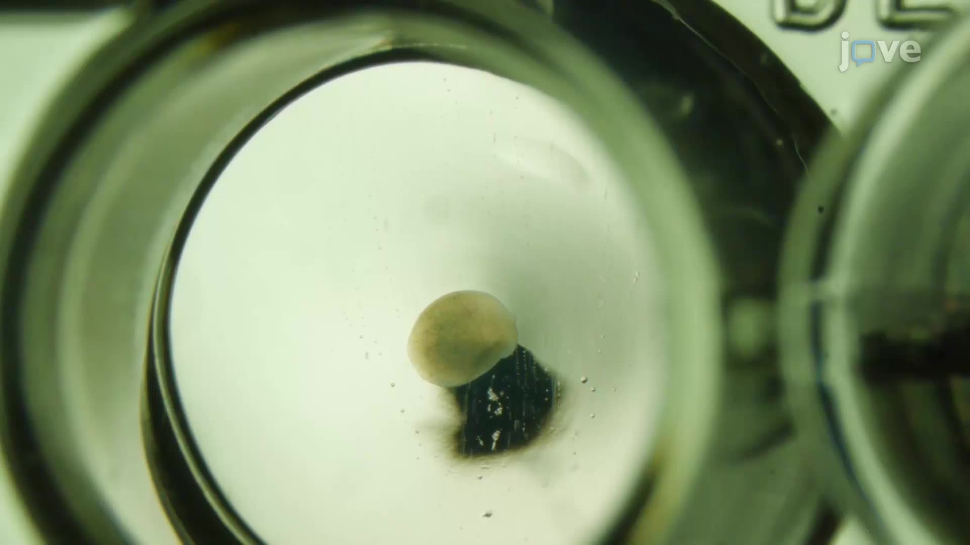 Development and Maintenance of Serum-Free Embryoid Bodies