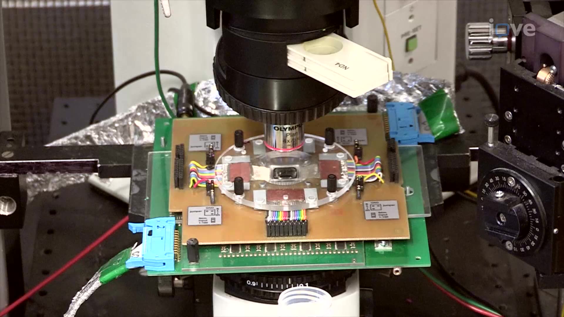 Electrophysiological Recordings For Assessing Neuronal Regenerations in Co-cultured Spinal Cord Slices