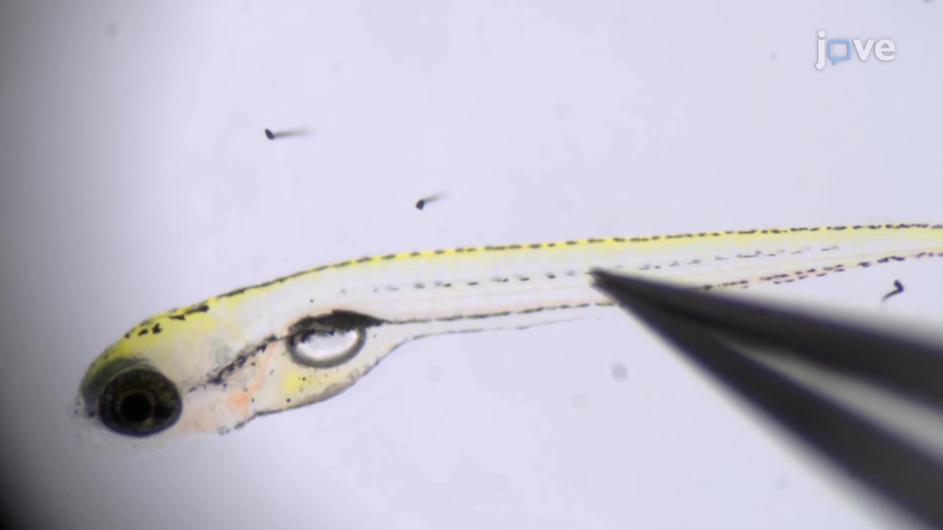 Monitoring Electrical Signals from the Afferent Neurons in an Immobilized Zebrafish Larva