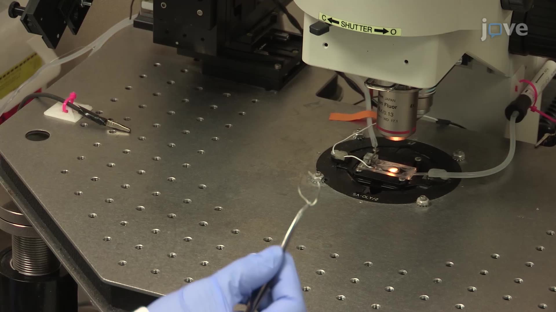 Recording Gamma Band Oscillations From Pedunculopontine Nucleus Neurons in a Brain Slice