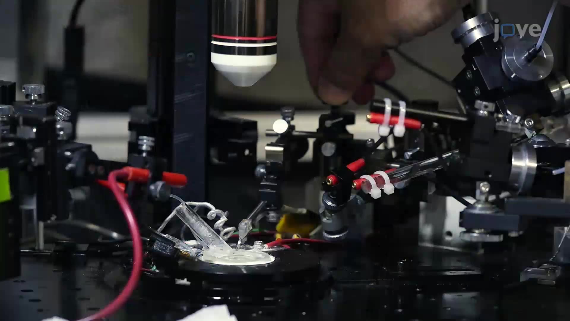 Optical Recording of Neuronal Activity in Brain Slices Stained with a Voltage-Sensitive Dye