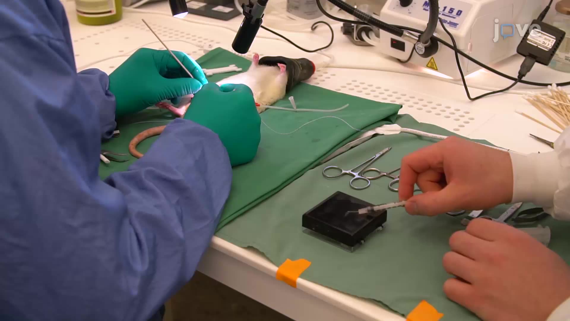 Performing Cavernous Nerve Stimulation in Rats to Measure Intracavernous Pressure