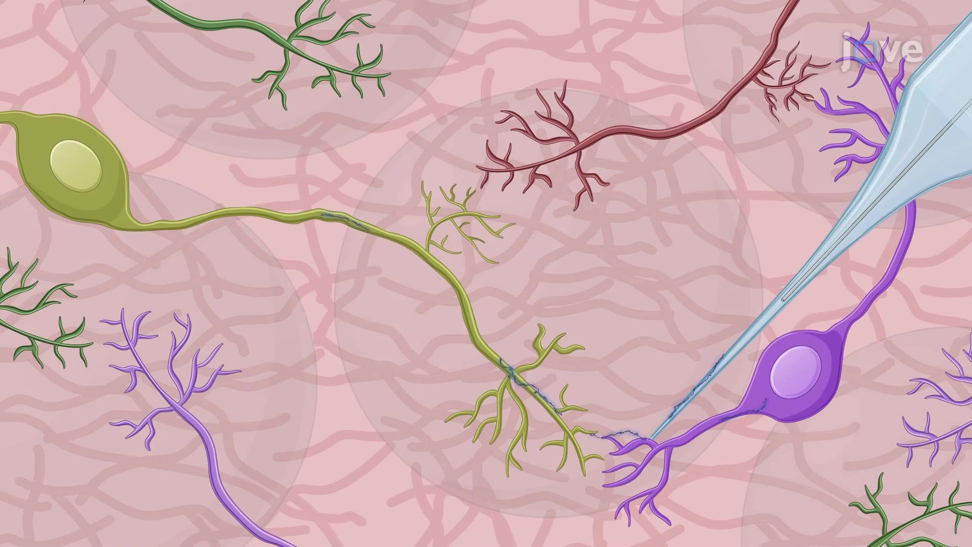 Testing Monosynaptic Connections Using Tetrodotoxin and Tetrodotoxin-Resistant Sodium Channels