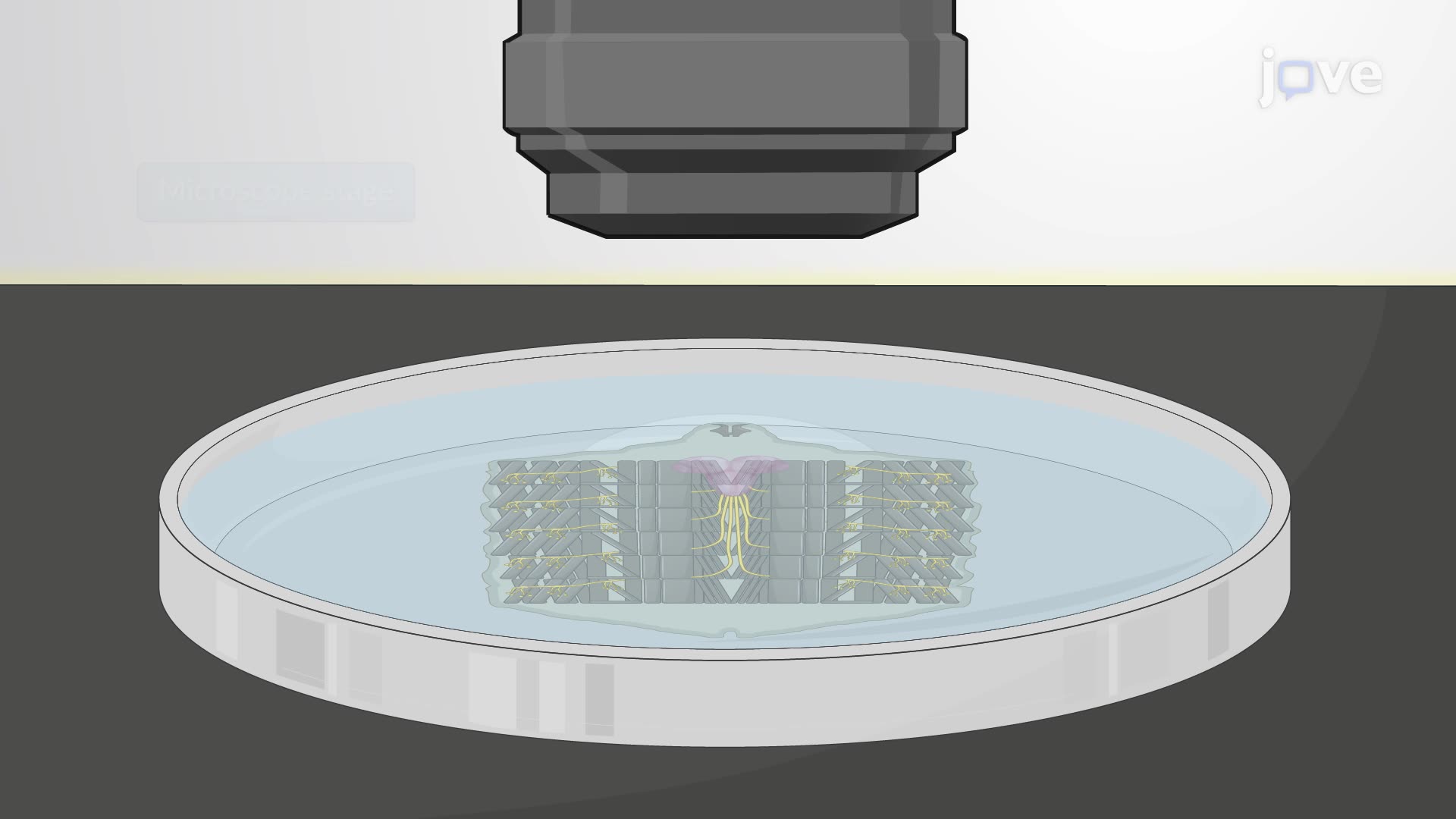 Recording Synaptic Currents at the <em>Drosophila</em> Larval Neuromuscular Junction