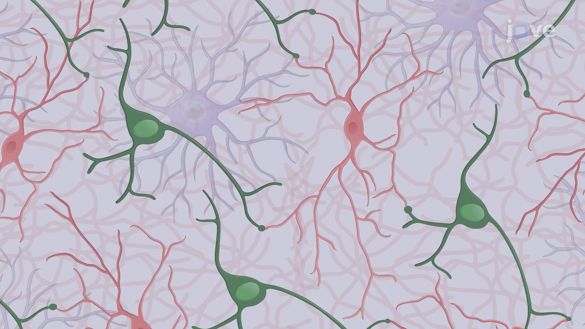 Assessing Neural Connection Formation in a Co-Culture using Electrophysiological Recordings