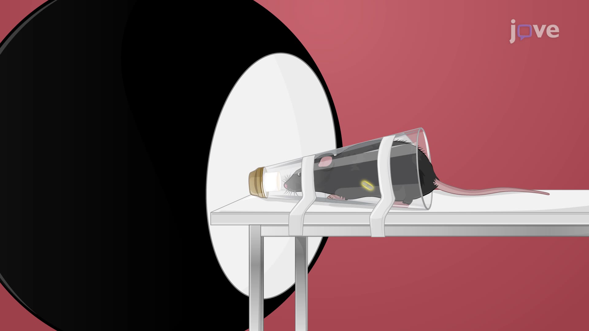 Recording of Electroretinogram and Visual Evoked Potential in a Rat