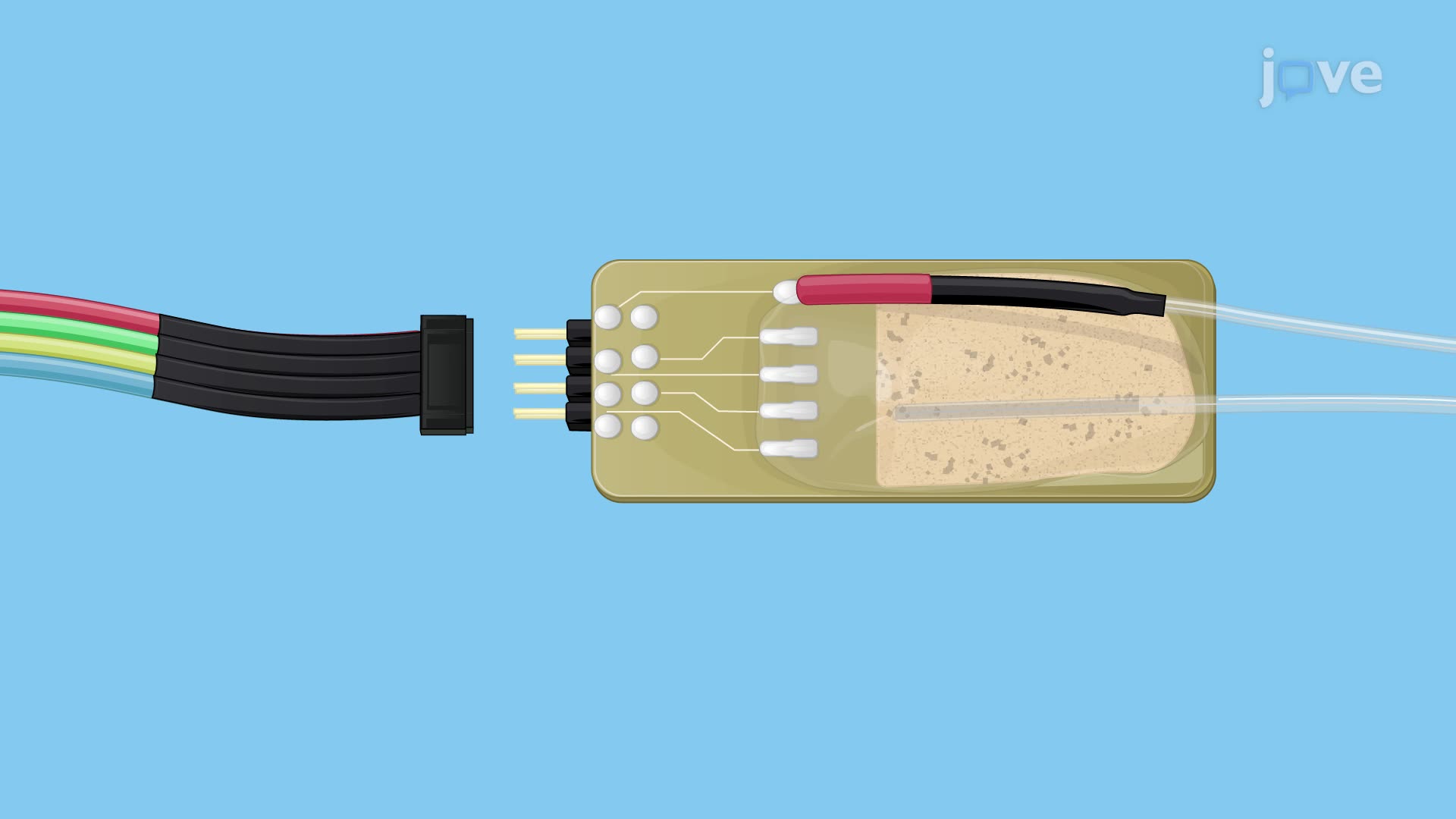 Recording Electrically-Evoked Auditory Brainstem Responses in a Deafened Mouse