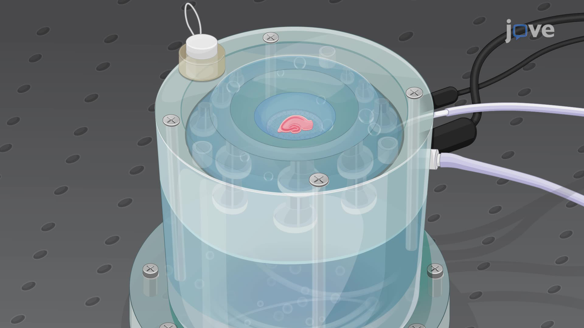 Recording CA3-CA1 Synaptic Responses in a Rat Hippocampal Slice