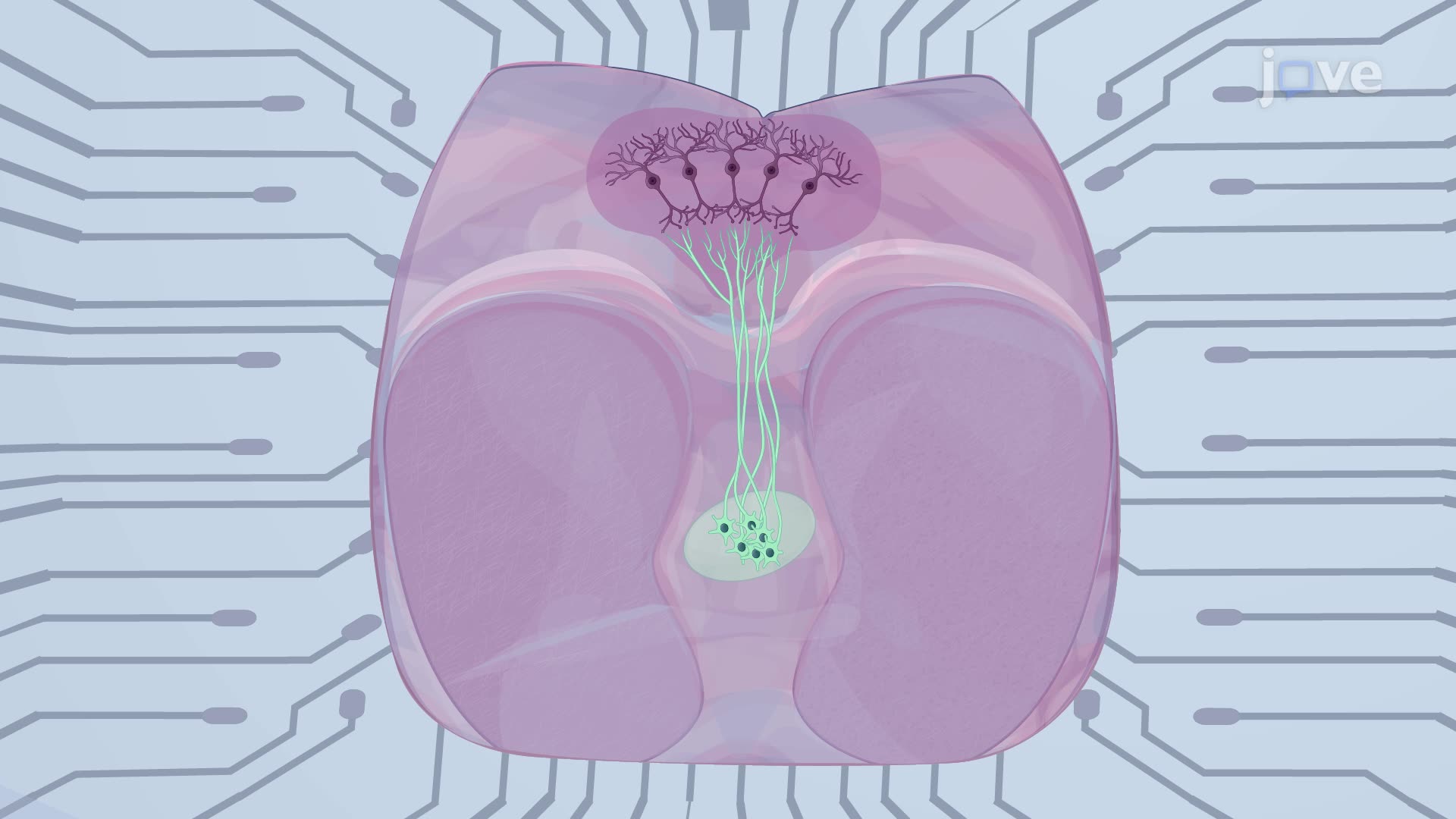 Impact of Direct Current Stimulation on Evoked Epileptic Seizures in Mouse Brain Slices