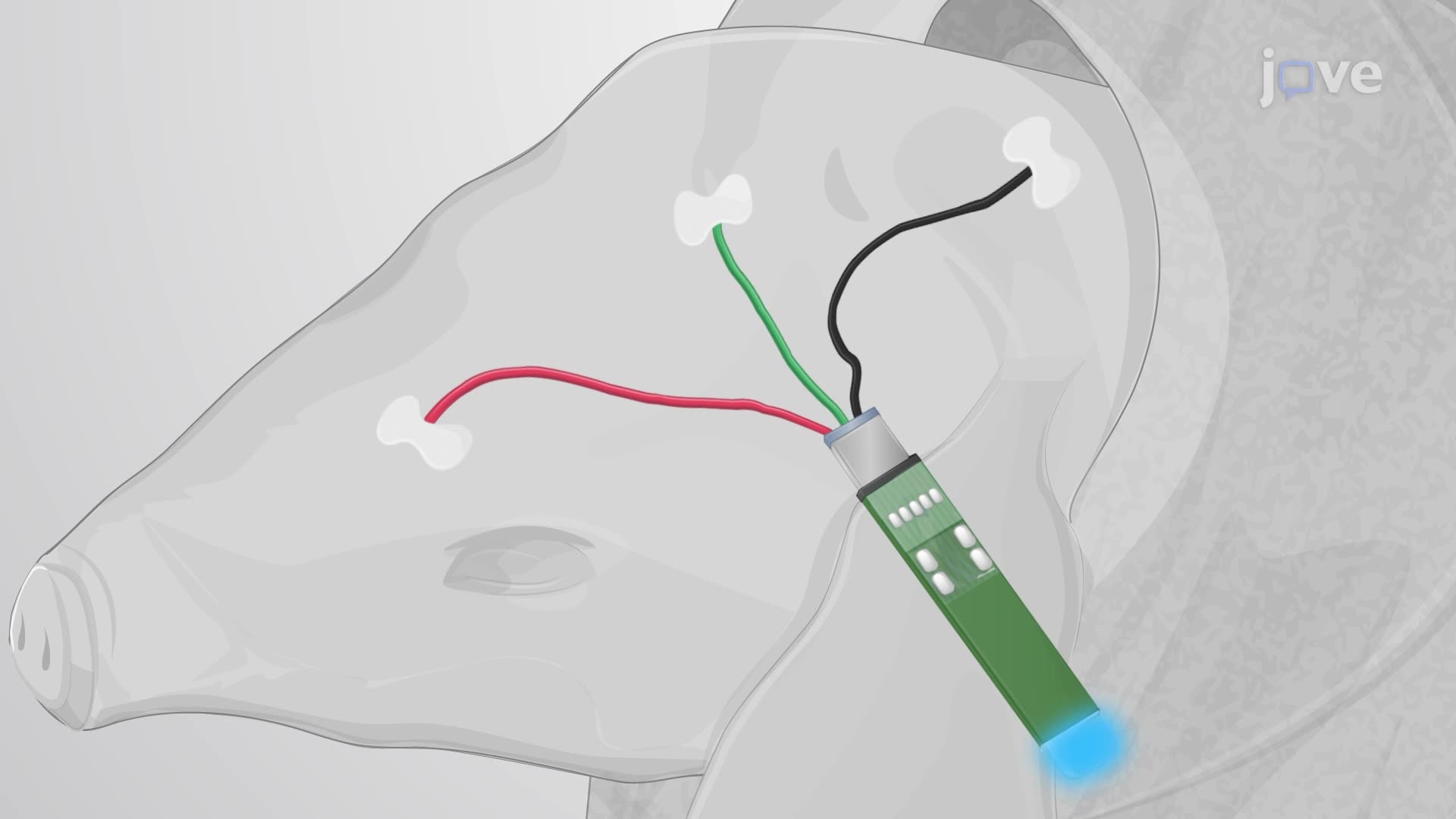 Recording Brain Signals from Freely Moving Piglets