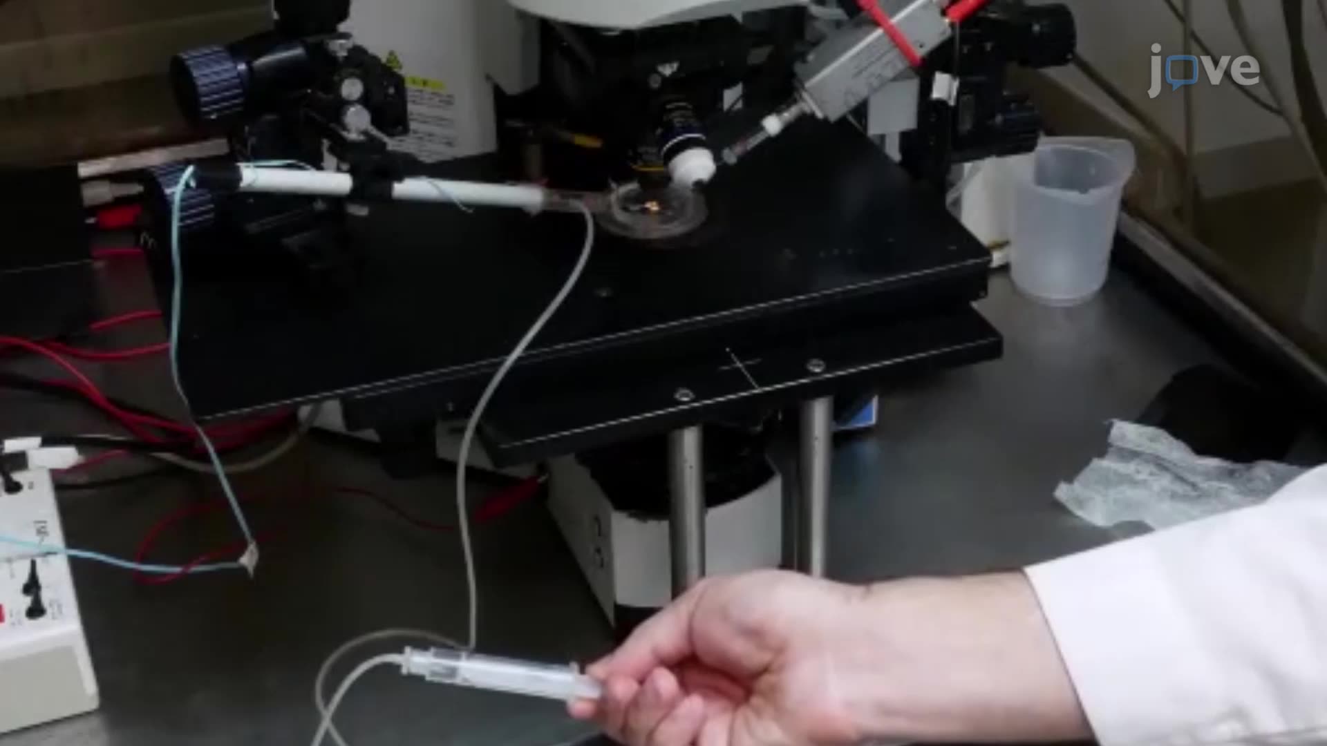 Recording Synaptic Currents at the Drosophila Larval Neuromuscular Junction