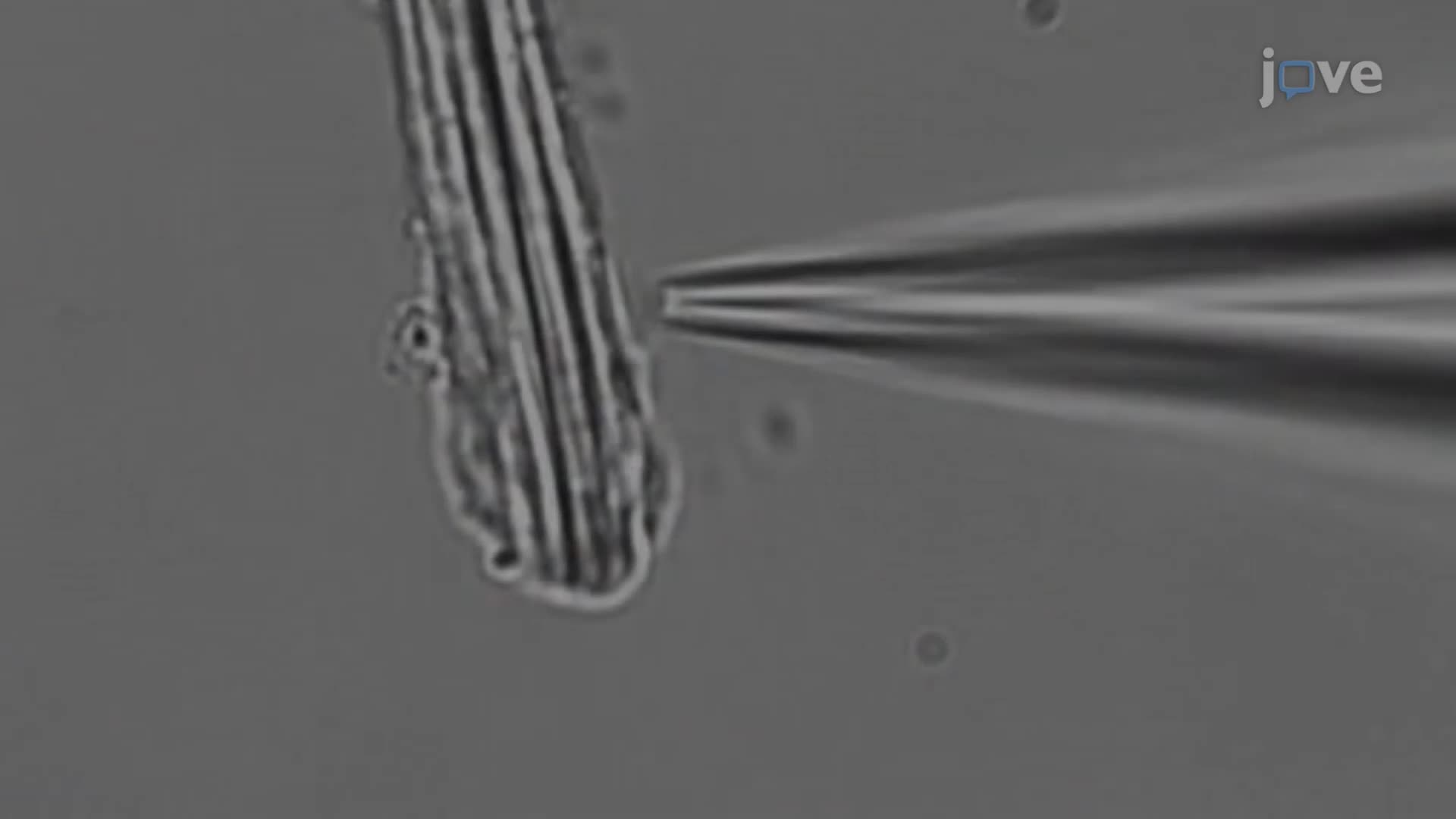 Whole-Cell Voltage Clamp Recordings from Drosophila Photoreceptors