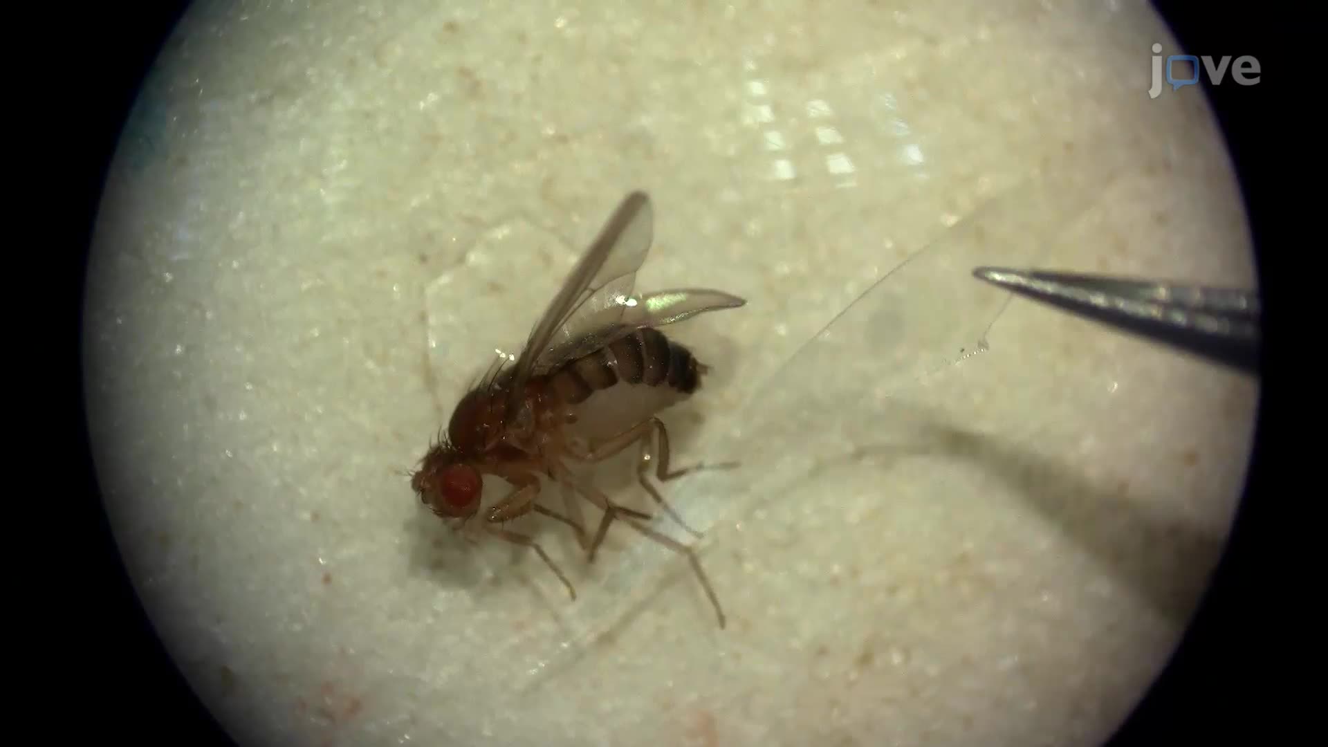 Detecção de respostas fisiológicas de neurônios sensoriais em Drosophila