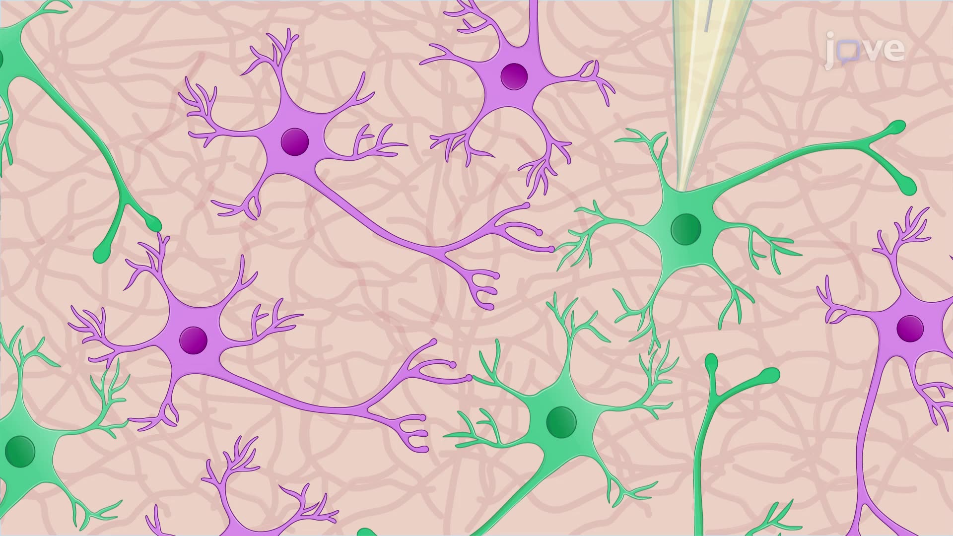 Paired Patch Clamp Recording of the Neuronal Connections in Acute Brain Slices