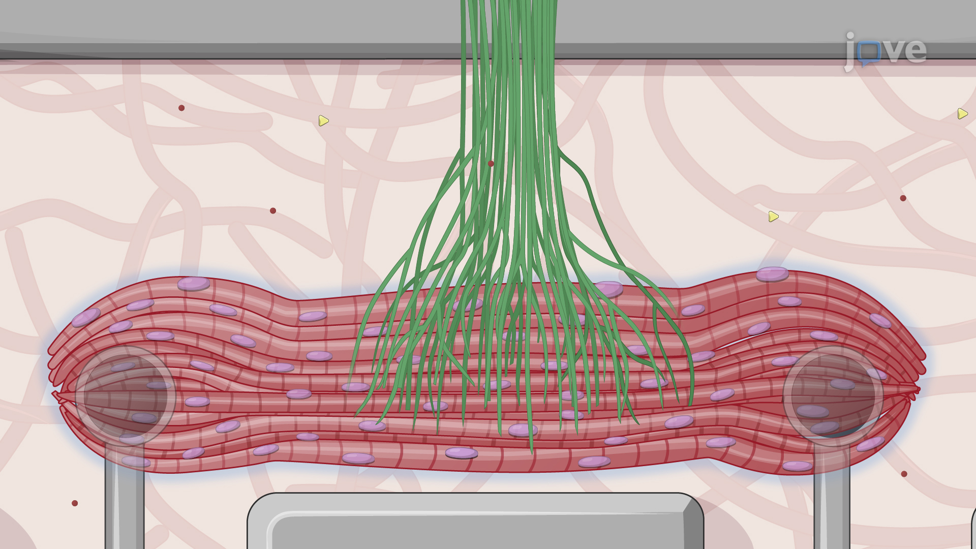 Assessing a Functional Neuromuscular Junction Via Simultaneous Optical Stimulation and Video Recording
