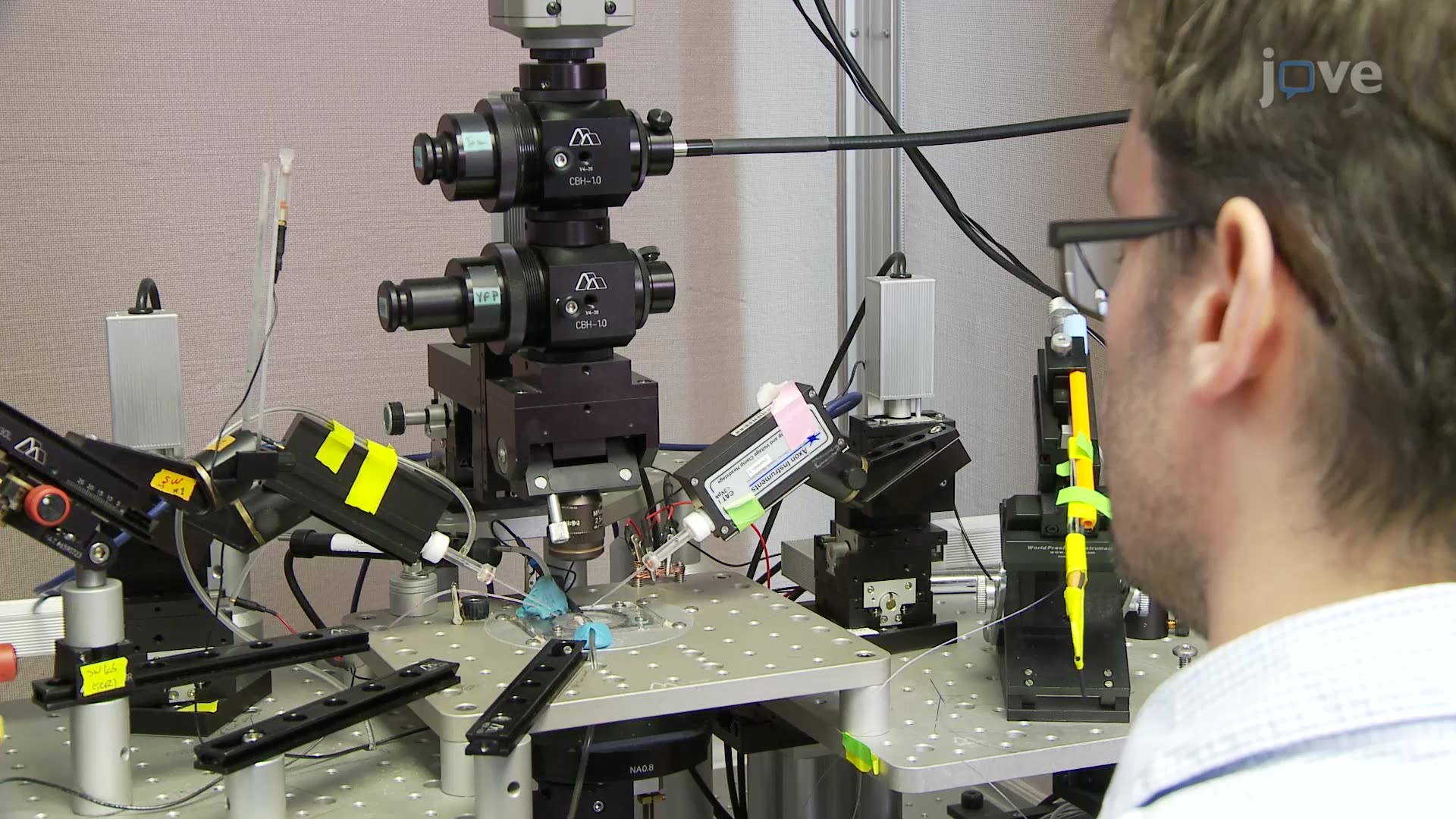 In Vitro Recording of Theta Oscillations in the Mouse Hippocampus