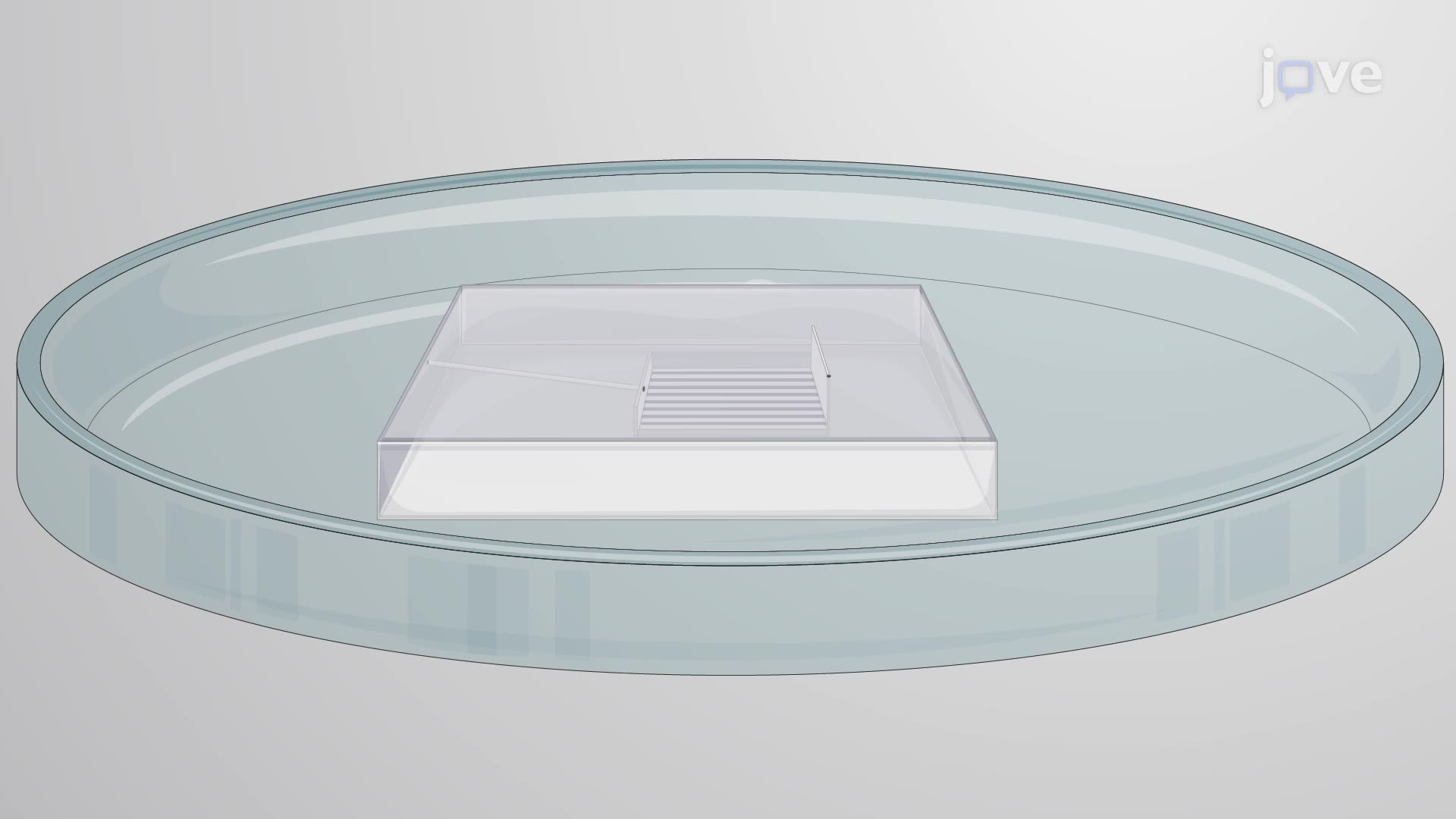 Assessing Attractive or Repulsive Activity of Proteins Using Hippocampal Neurons