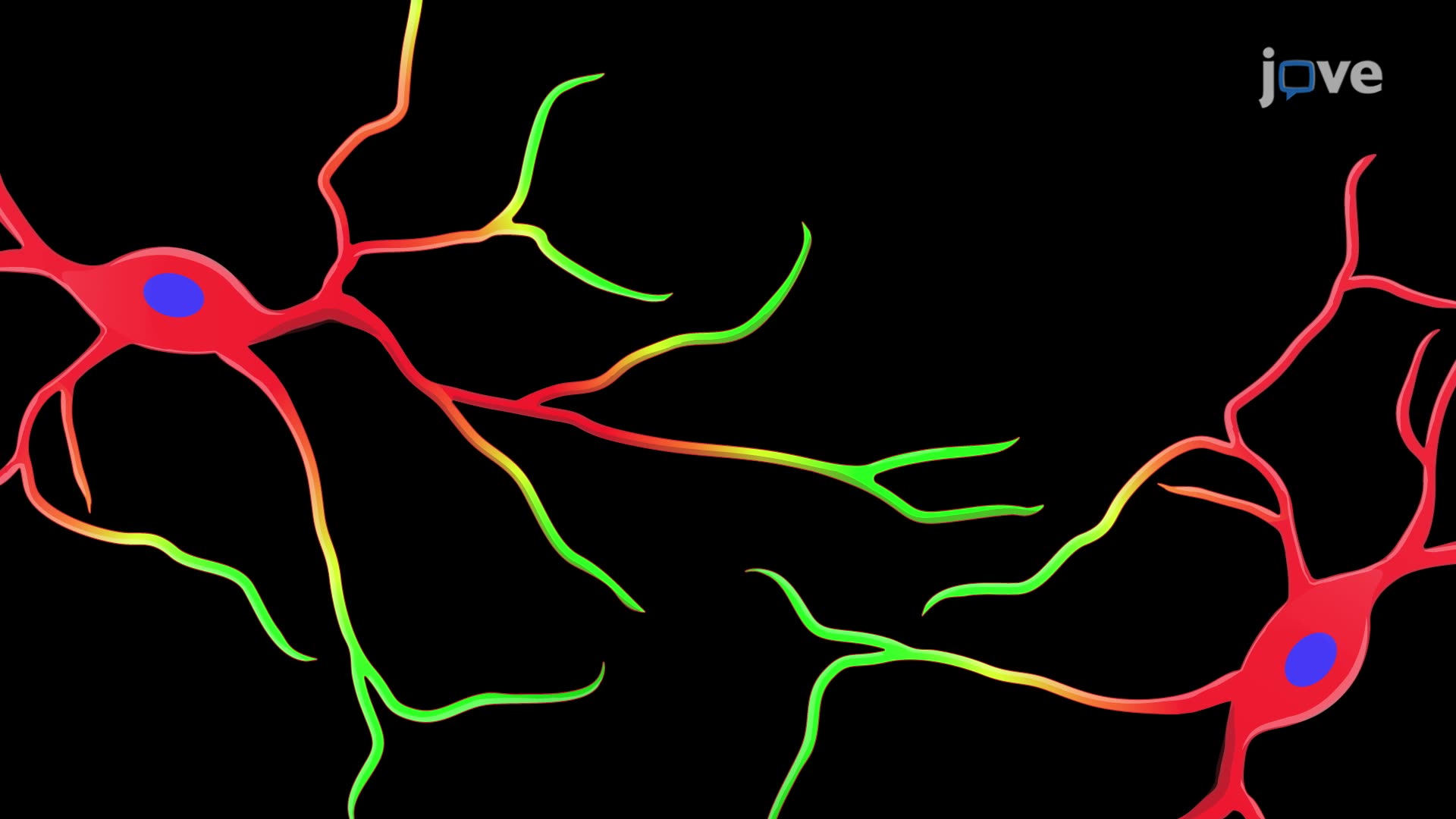 Quantification of Filamentous Actin Puncta in Rat Cortical Neurons