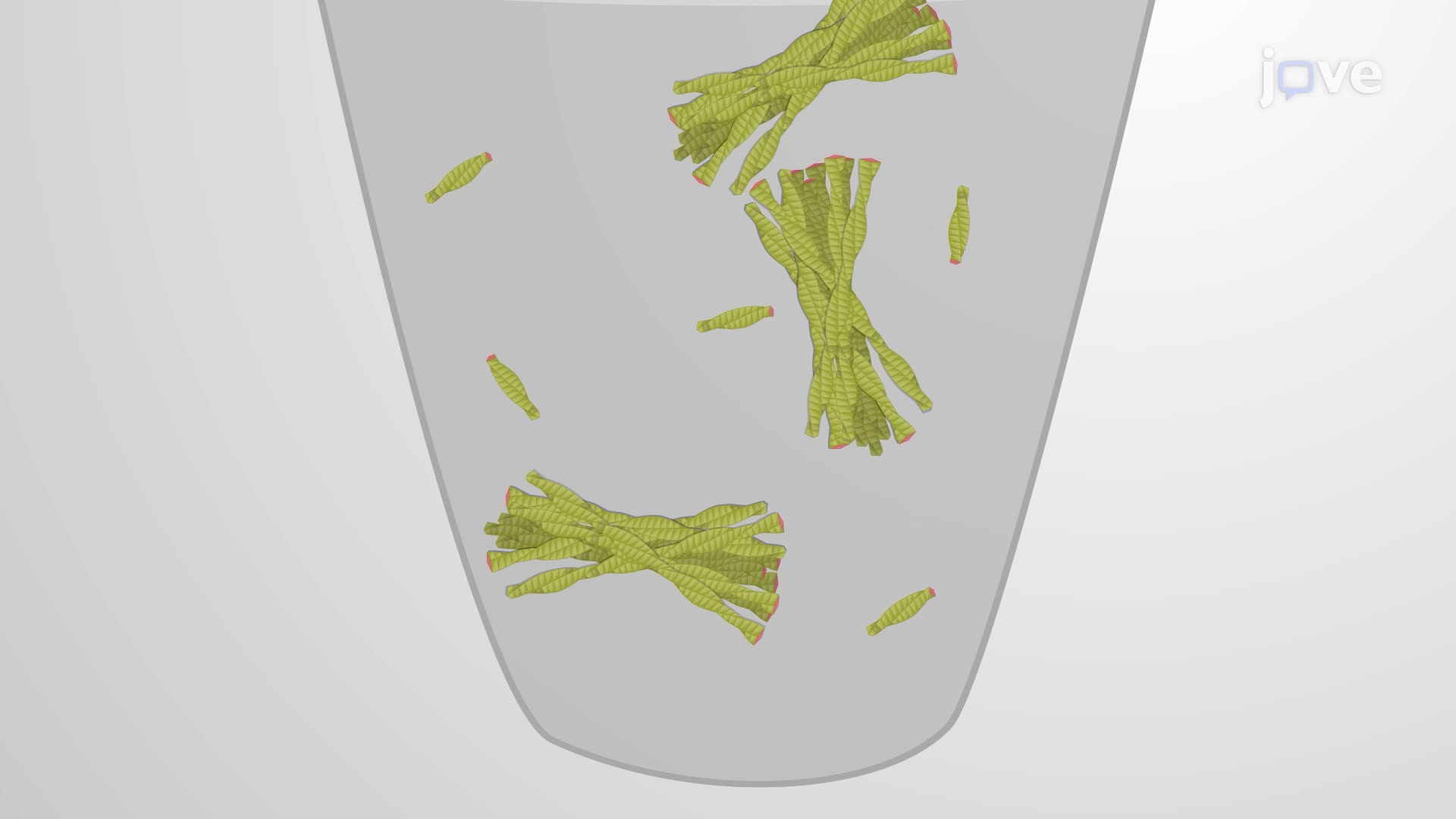 Isolation of Amyloid Fibrils from Brain Tissue Extract