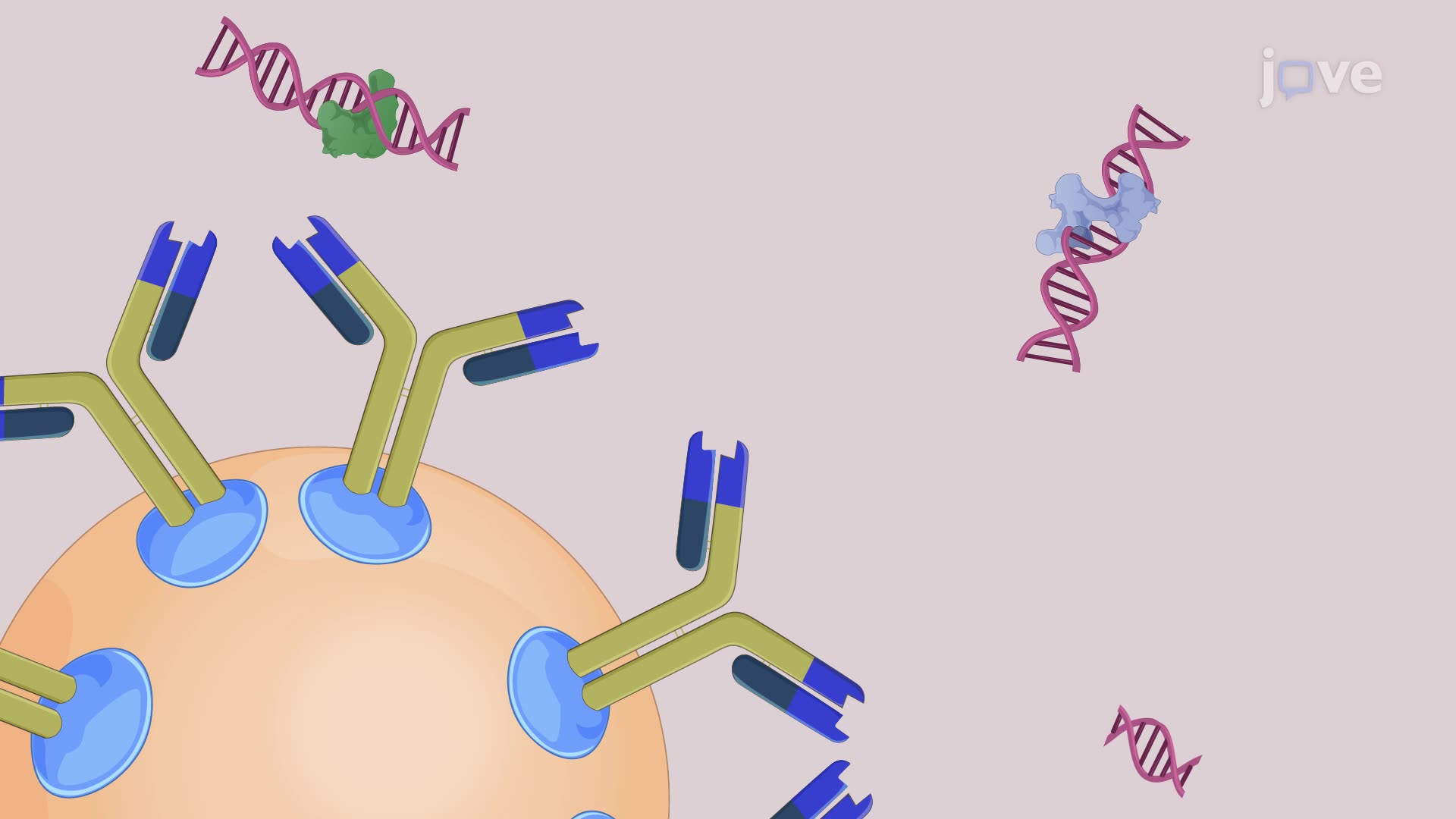 Immunoprecipitation of Target Protein-DNA Complexes from Motor Neuron Lysate