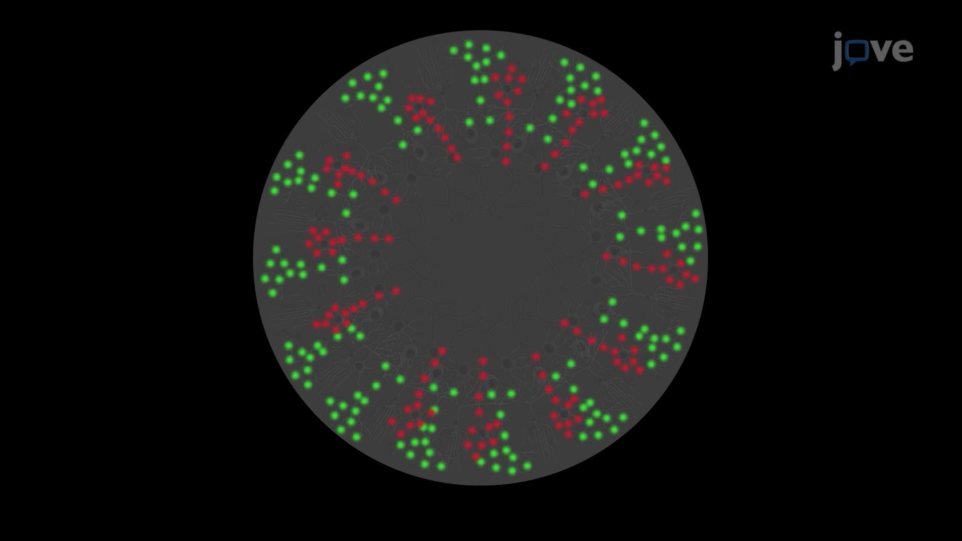 Fluorescence Immunostaining of Cerebellar Organoid Slices