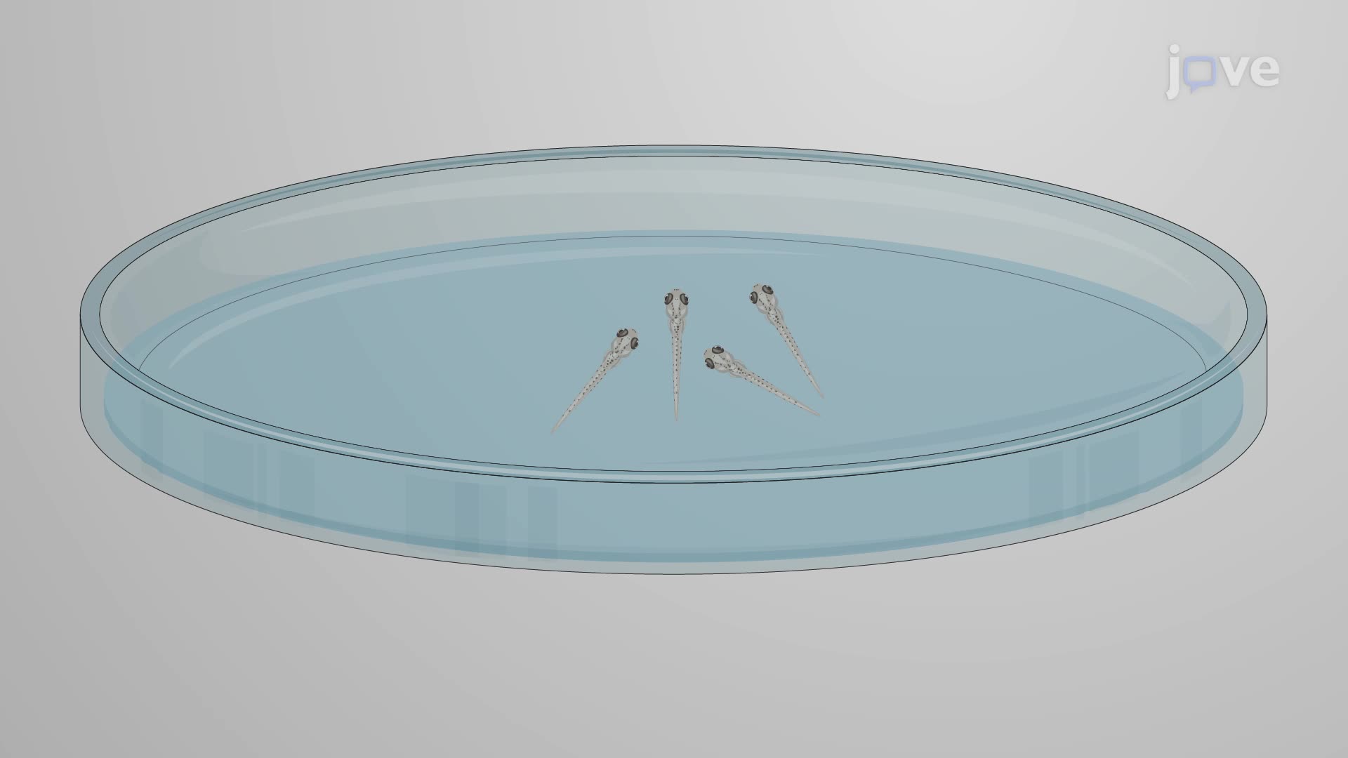 Inducing Neuroinflammation in Zebrafish Larvae with a Lipopolysaccharide Injection