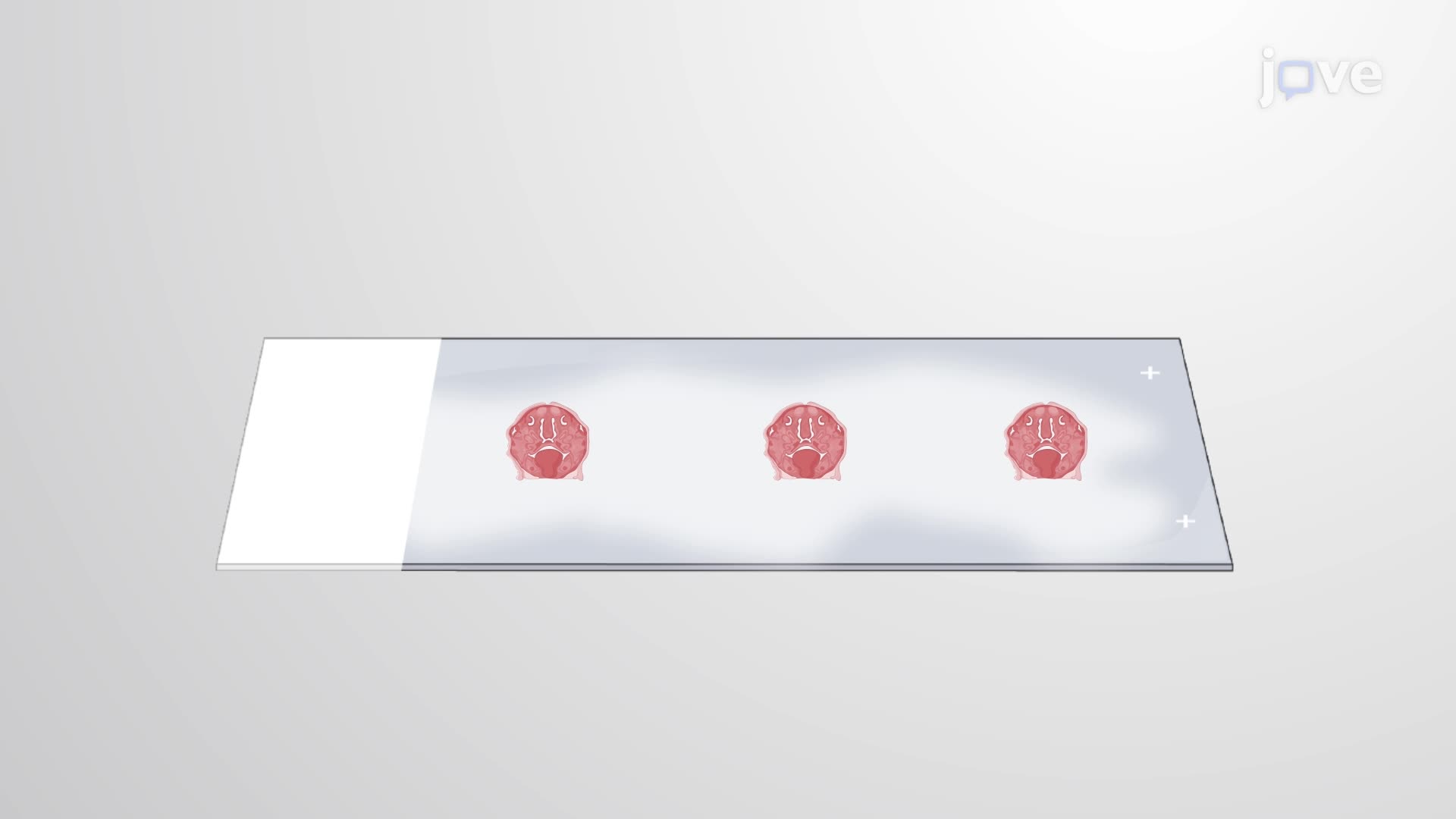 Immunostaining of Mouse Craniofacial Tissues