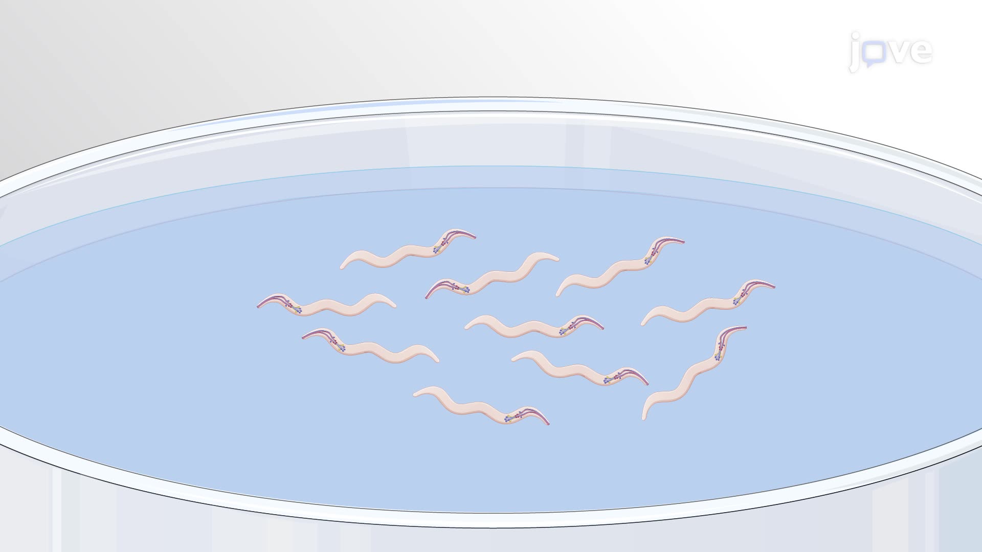 Studying the Effect of Pesticides on Caenorhabditis elegans Neurons