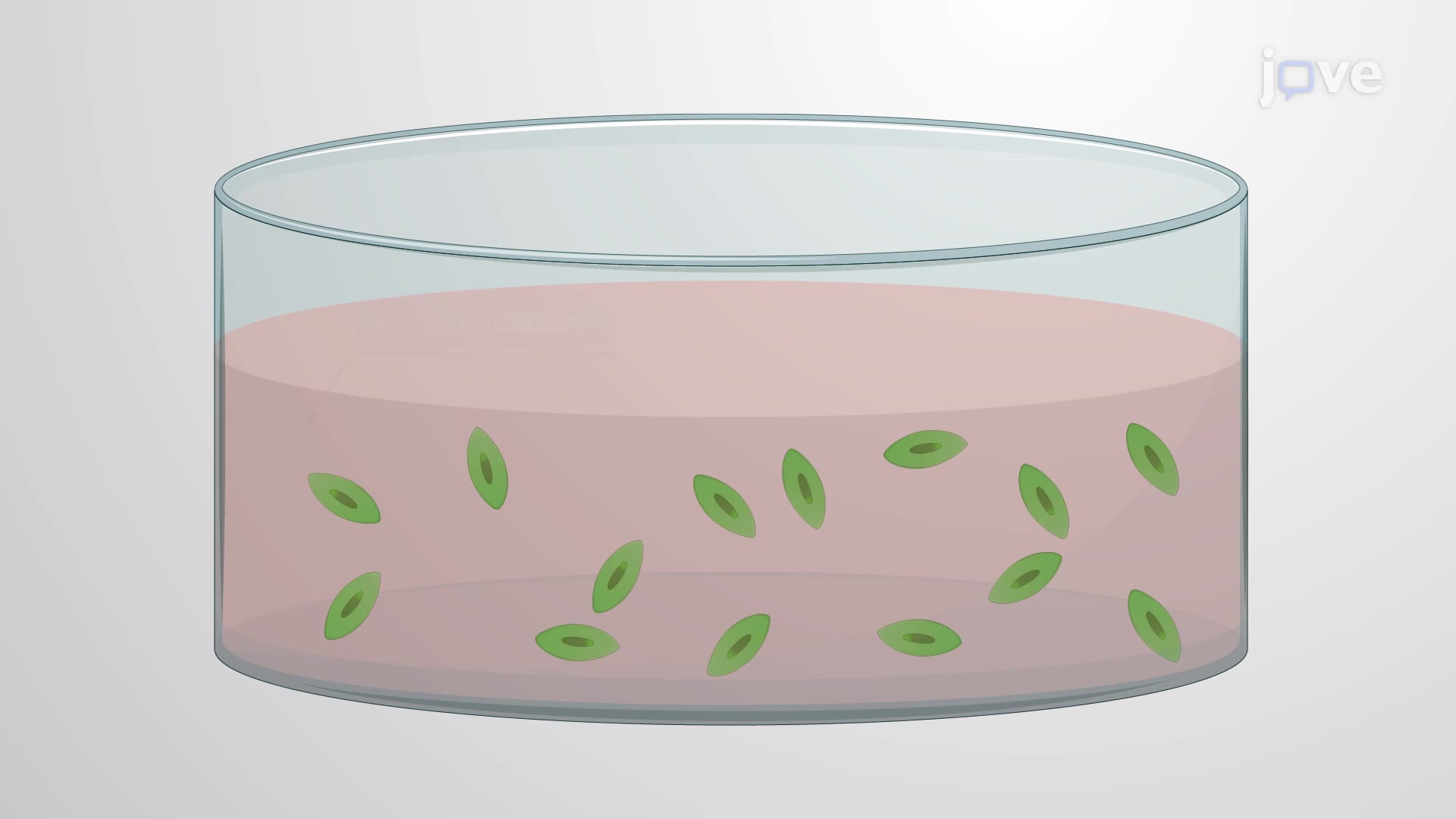 Differentiation and Maturation of Human Embryonic Stem Cells into Neural Organoids