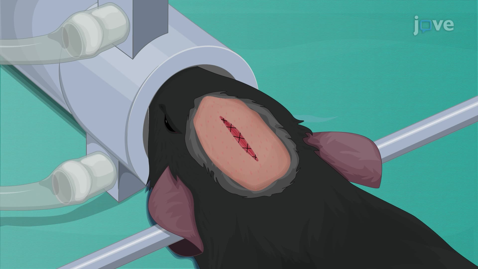 Generating a Traumatic Brain Injury Mouse Model Using an Impactor Probe