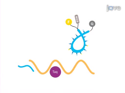 Quantitative Real-Time PCR using the Thermo Scientific Solaris qPCR Assay - ADVERTISEMENT