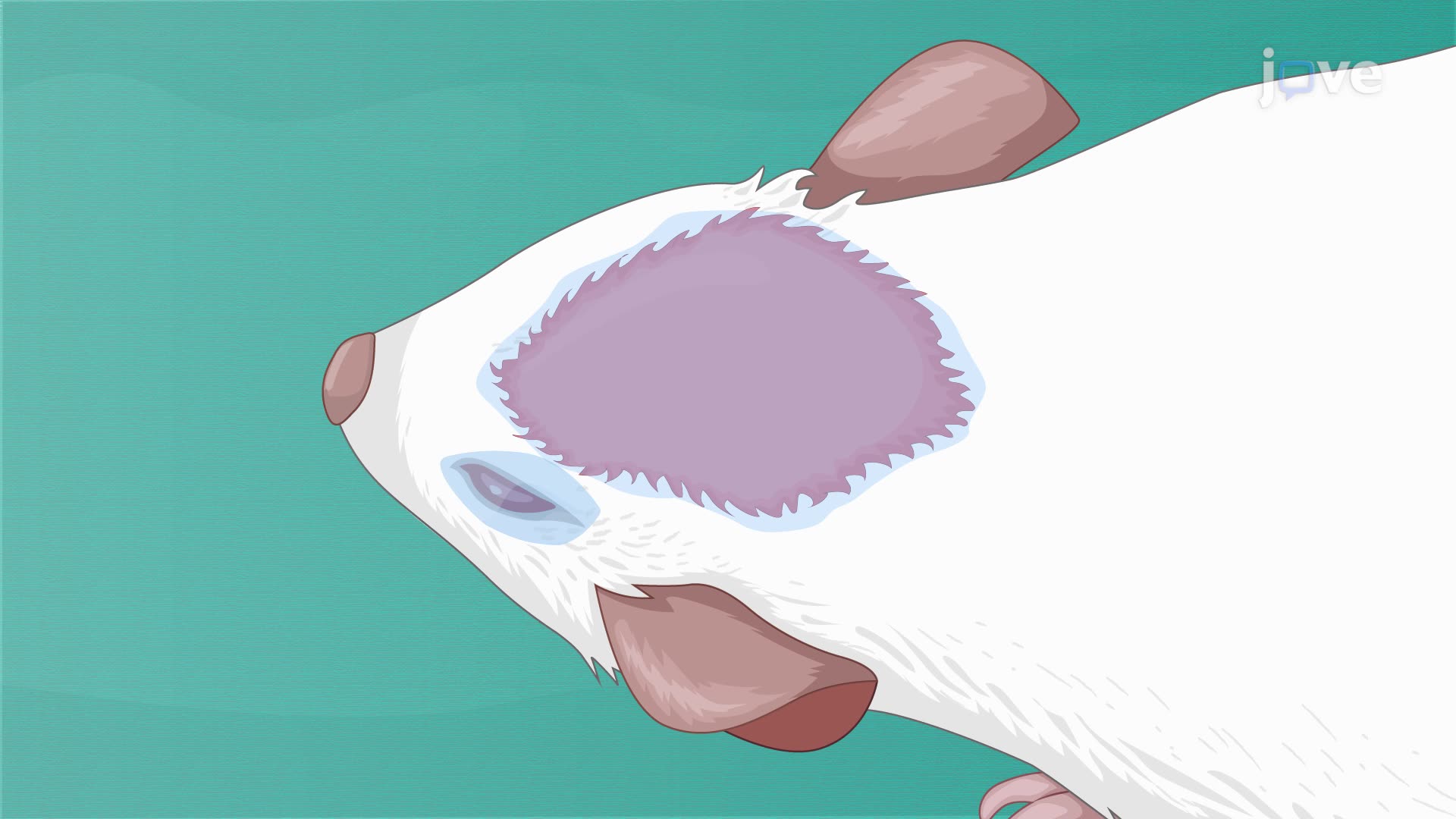 Performing Laser-Induced Brain Injury in a Rat Model
