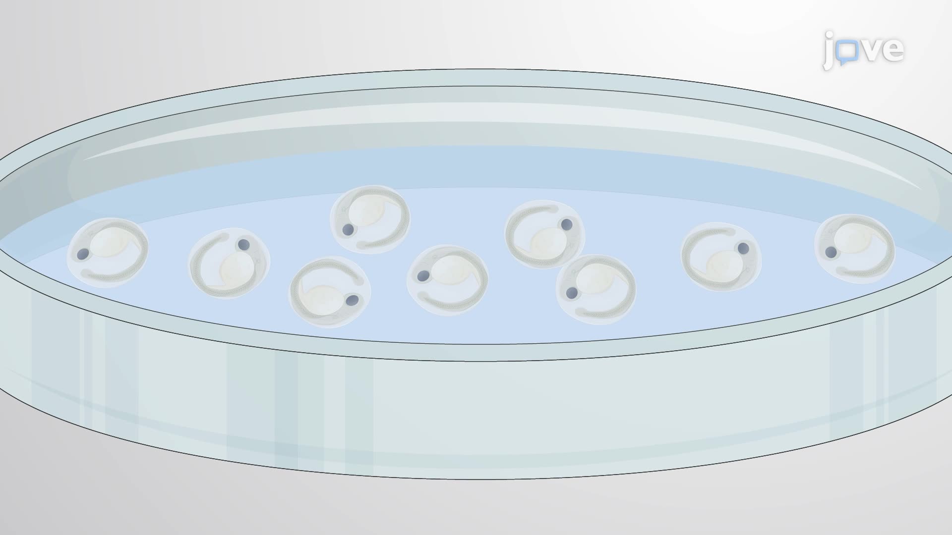 Modeling Drug-Induced Hemorrhage in Zebrafish Larva
