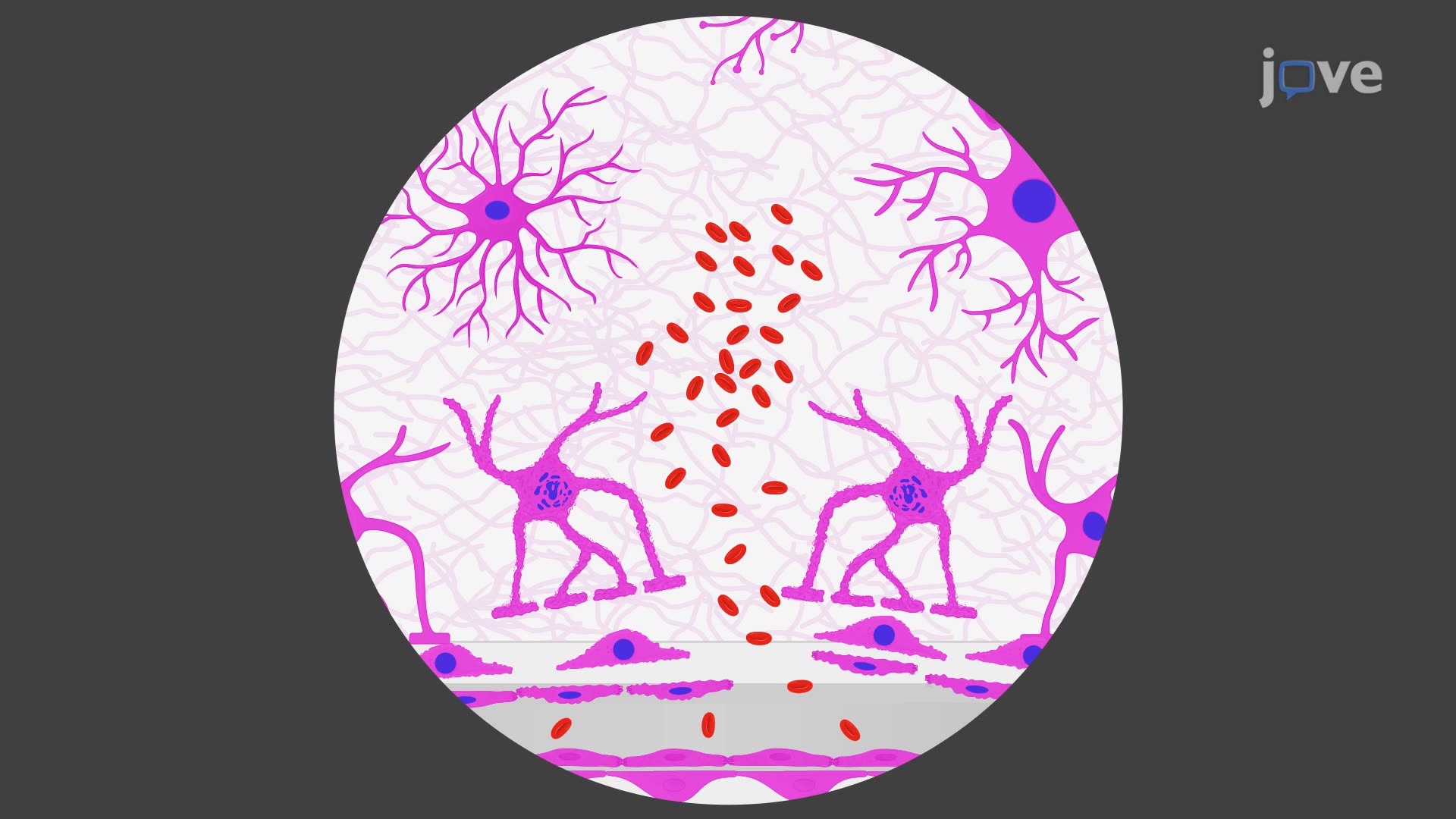 Detection of Cerebral Microhemorrhages in a Rat Model