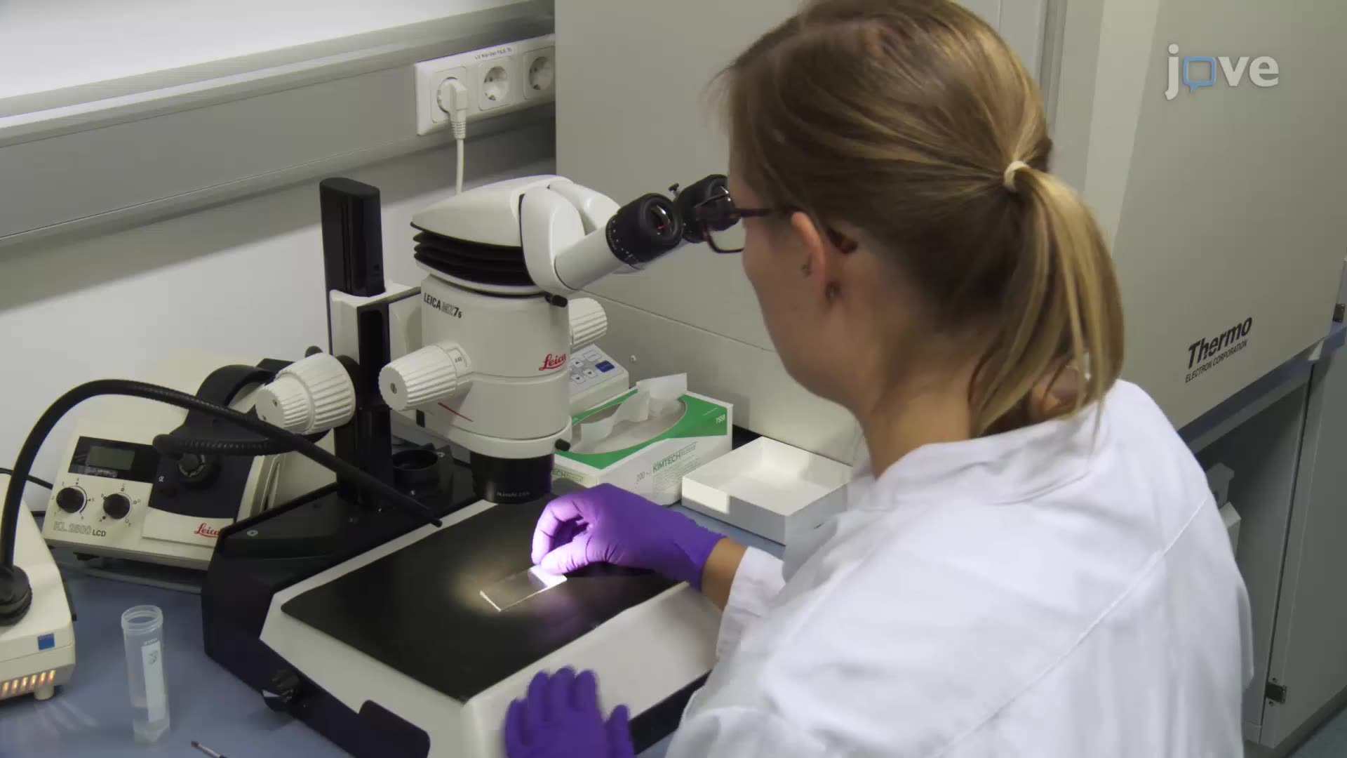 Quantifying the Distribution of a Presynaptic Protein in the Mouse Brain Using Immunofluorescence