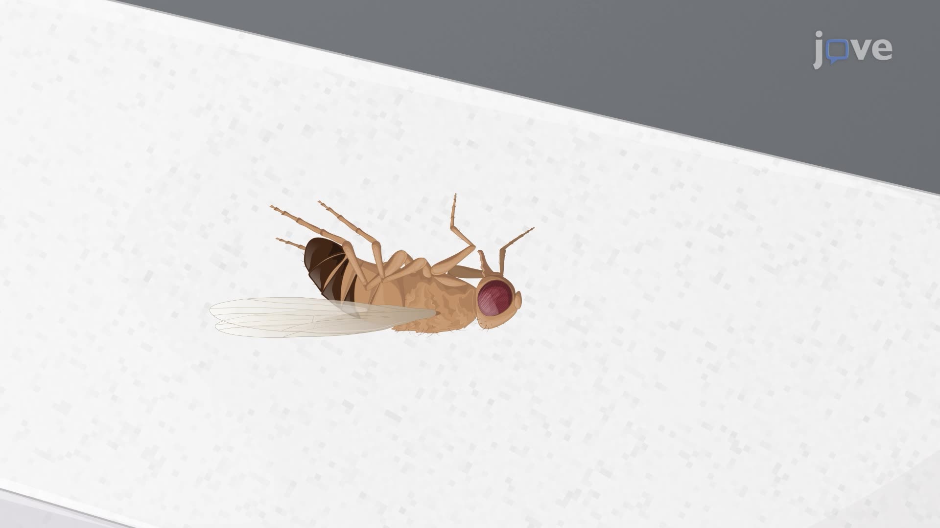 A Technique to Inflict Closed-Head Traumatic Brain Injury in <em>Drosophila</em> Flies