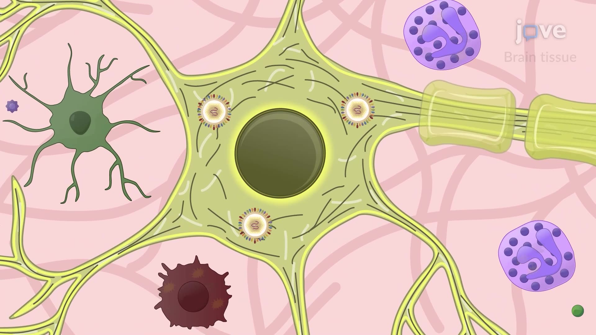 Generating Virus-Induced Neuroinflammation in a Mouse Model