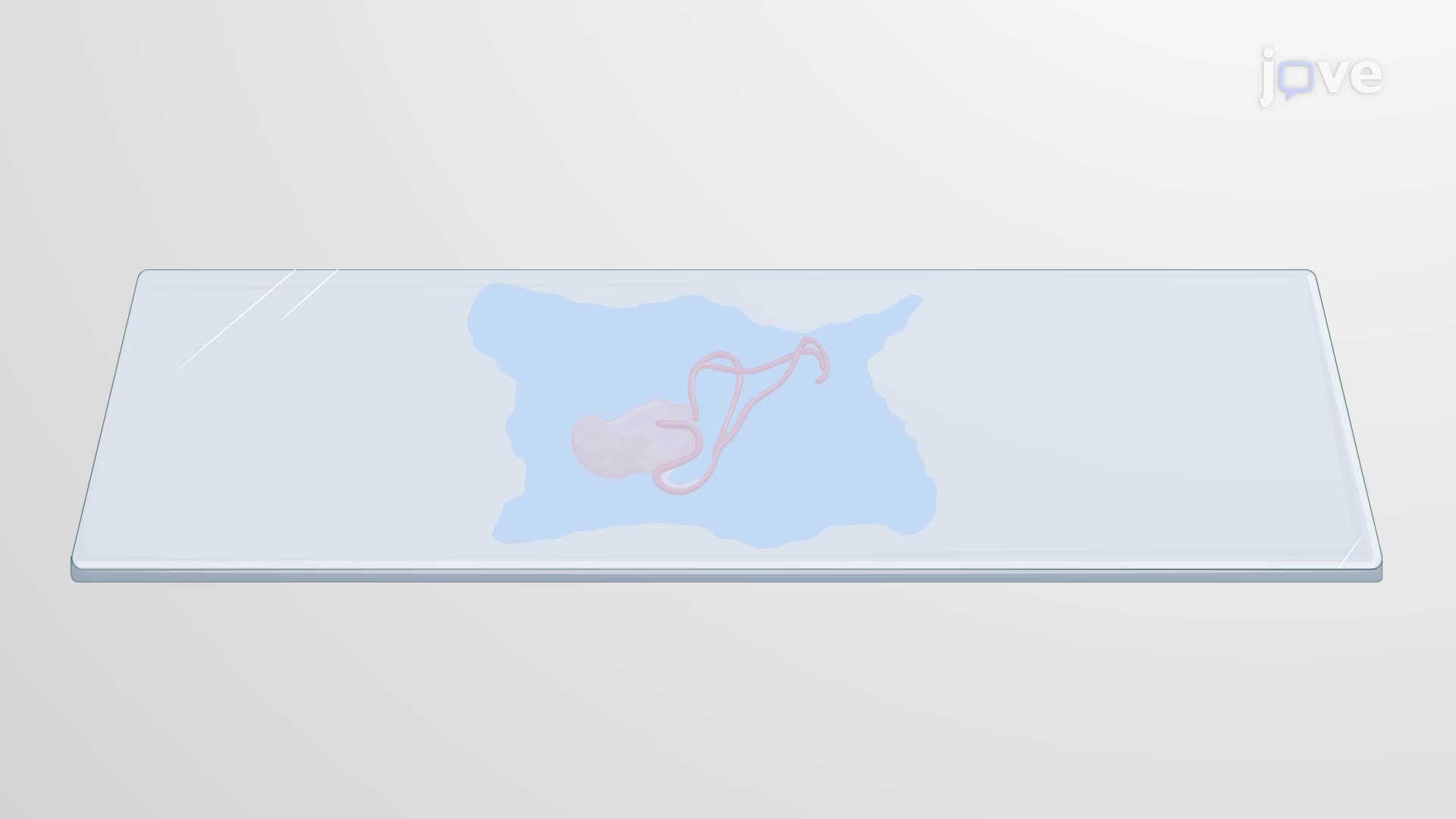 Immunofluorescent Staining of Neuronal Populations in the Embryonic Murine Gastrointestinal Tract