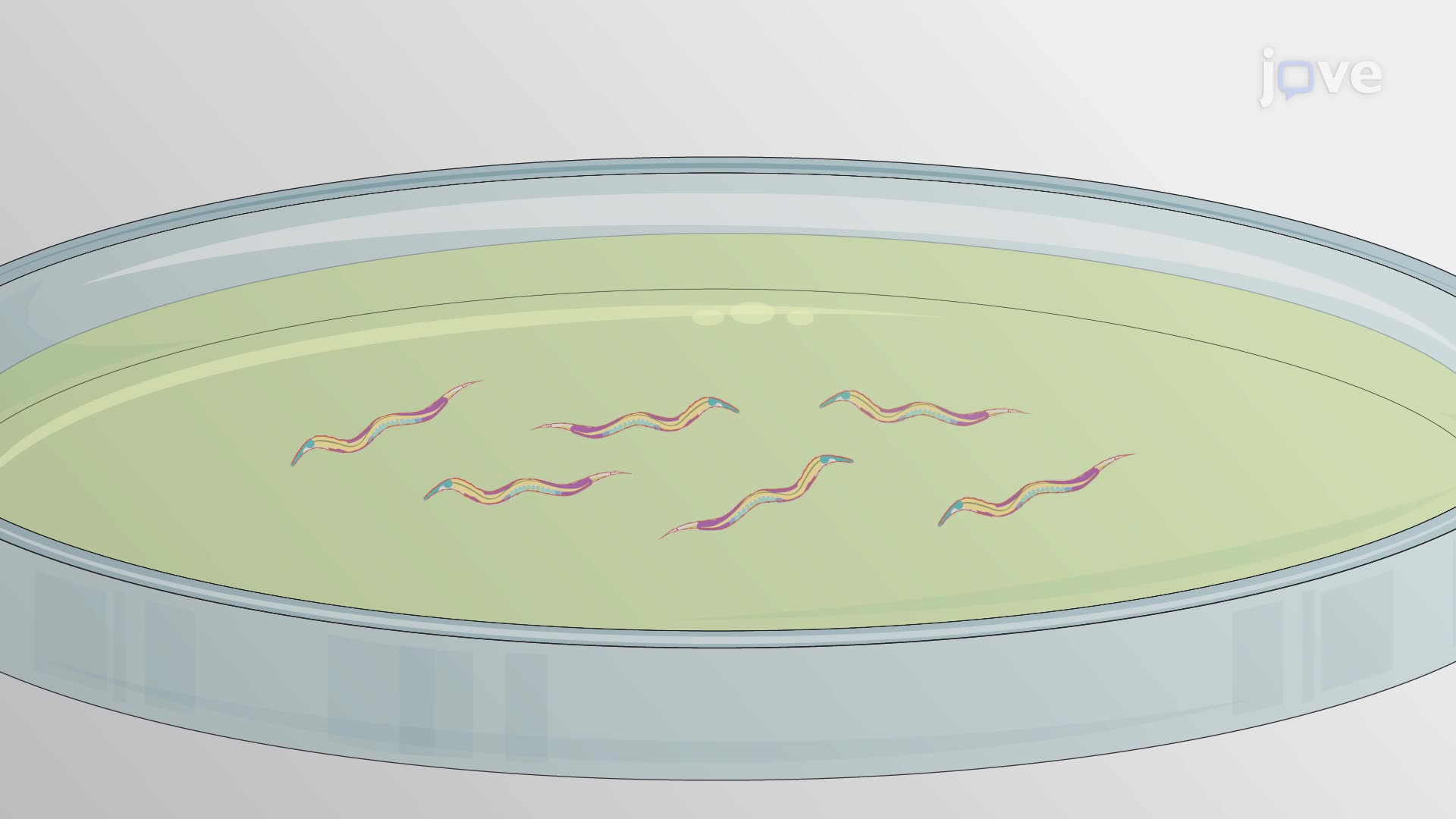 Time-Lapse Imaging to Monitor the Transcellular Spreading of Prion-Like Proteins in Transgenic Nematodes