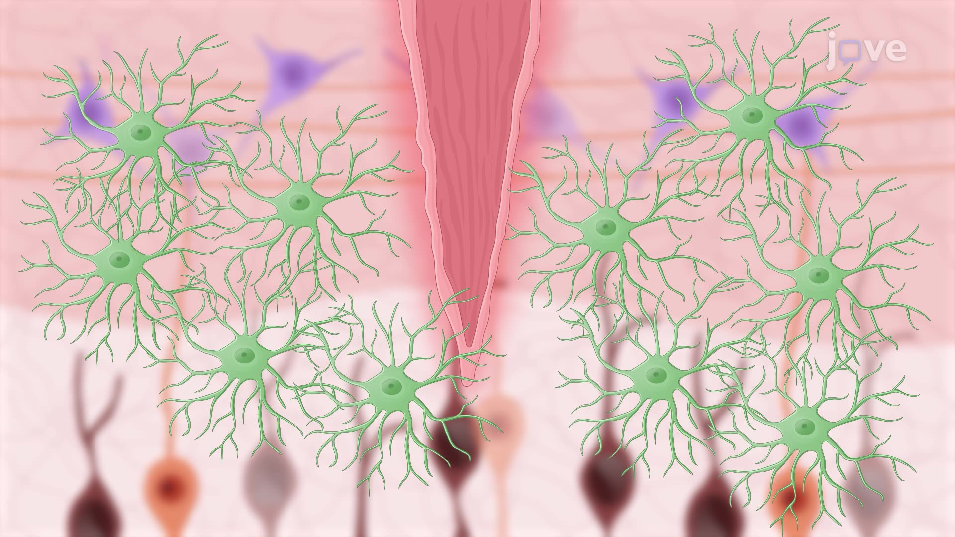 Generating A Cortical Stab Injury in a Mouse Model to Induce Reactive Astrogliosis