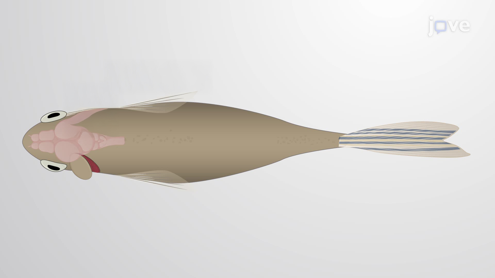 Detection of Orexin and Cannabinoid Receptor Co-localization in Diet-Induced Obese Zebrafish