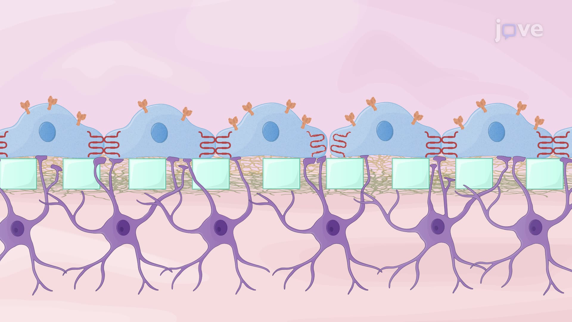 Studying the Permeation of FITC and FITC-Ferritin through an In Vitro Blood-Brain Barrier Model